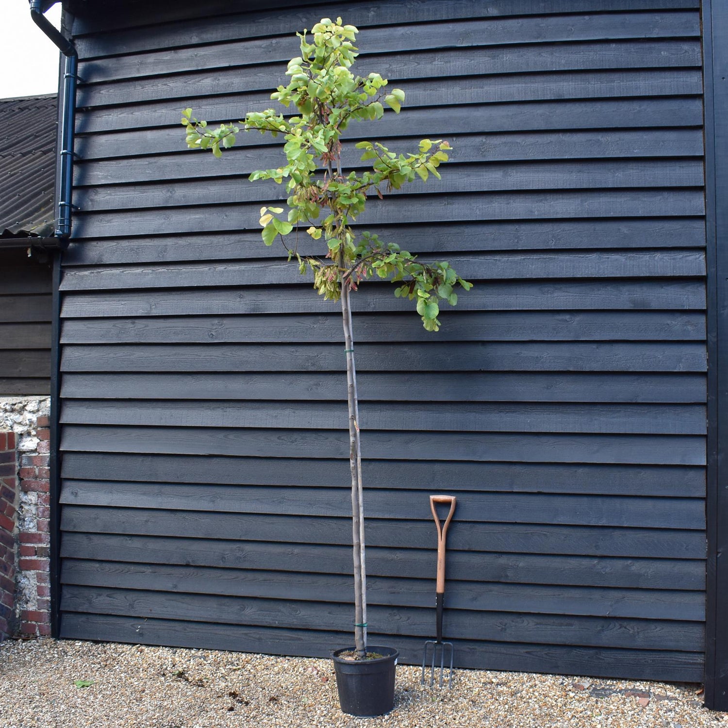Judas tree | Cercis siliquastrum - Girth 5-6cm - 290-300cm - 30lt
