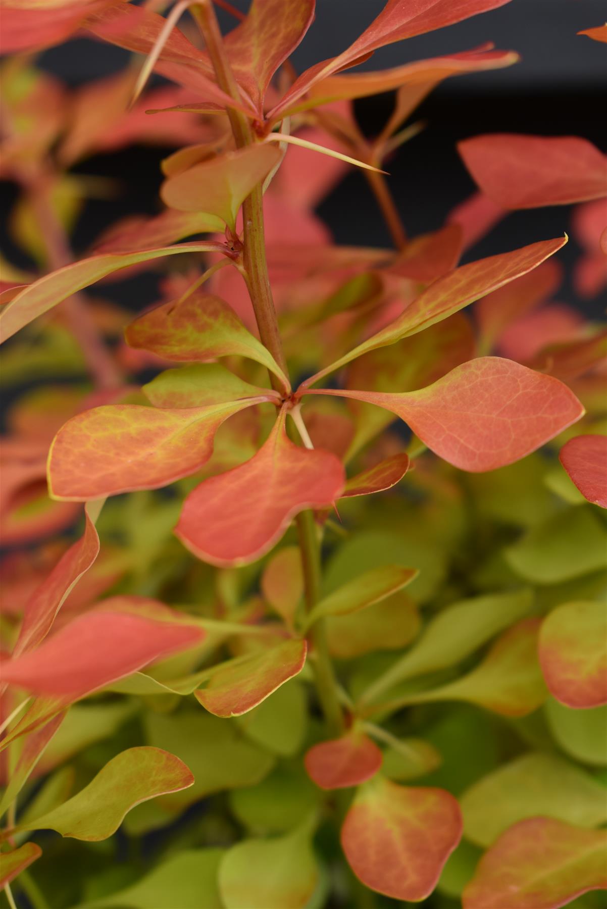 Berberis thunbergii 'Desparados'| Berberis thunbergii 'Desparados' 25-35cm - 3lt