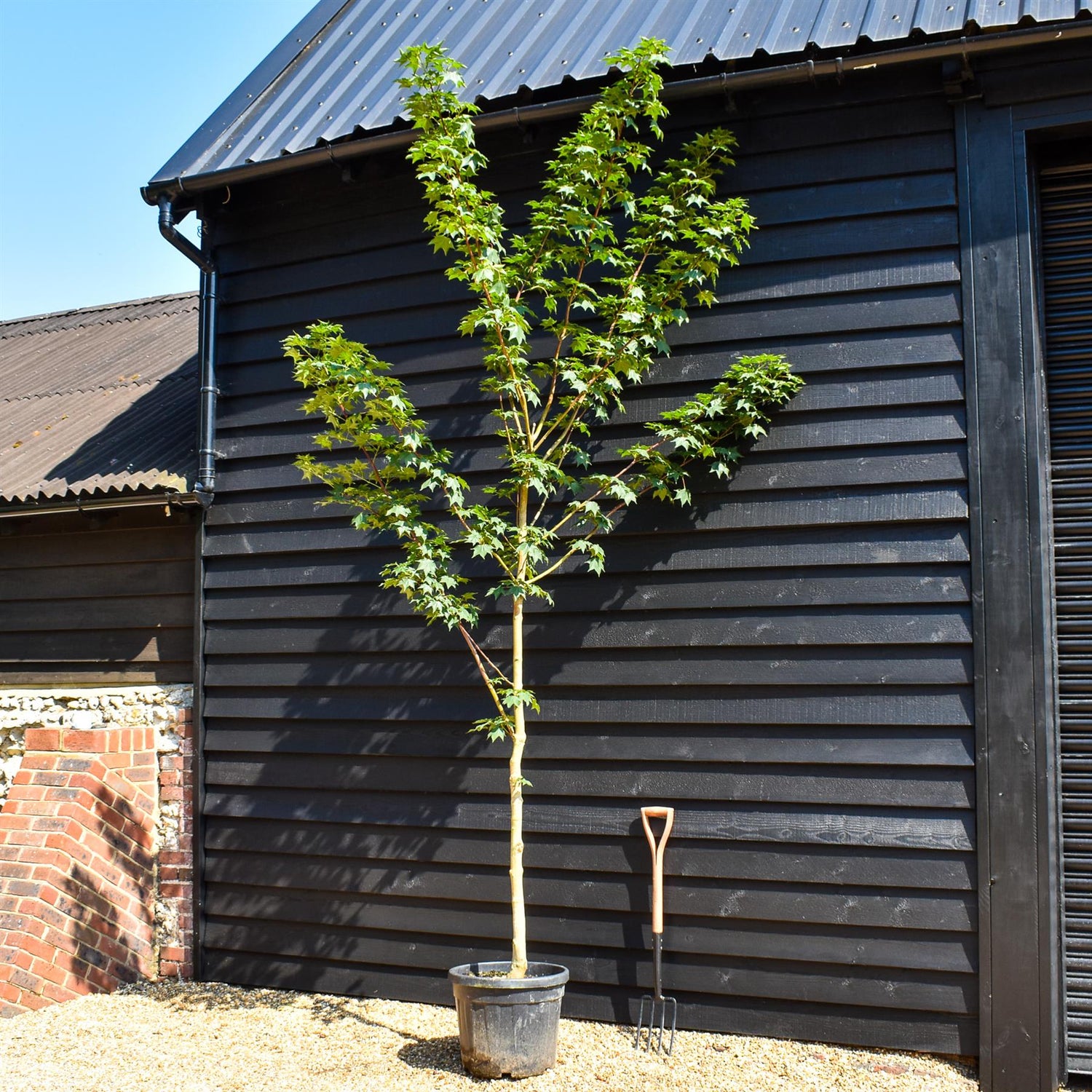 Red Cappadocian Maple | Acer cappadocicum 'Rubrum' - Height 200-250cm - Girth 8-10cm - 45lt