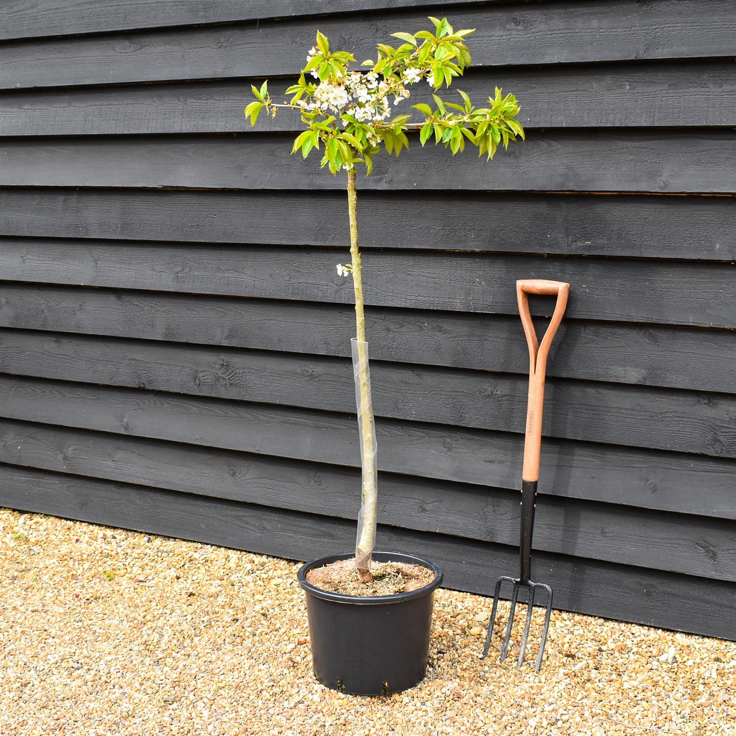 Cherry 'Sunburst' on Gisela | Prunus Avium - Semi-Dwarfing - Height 160-170cm - 20lt