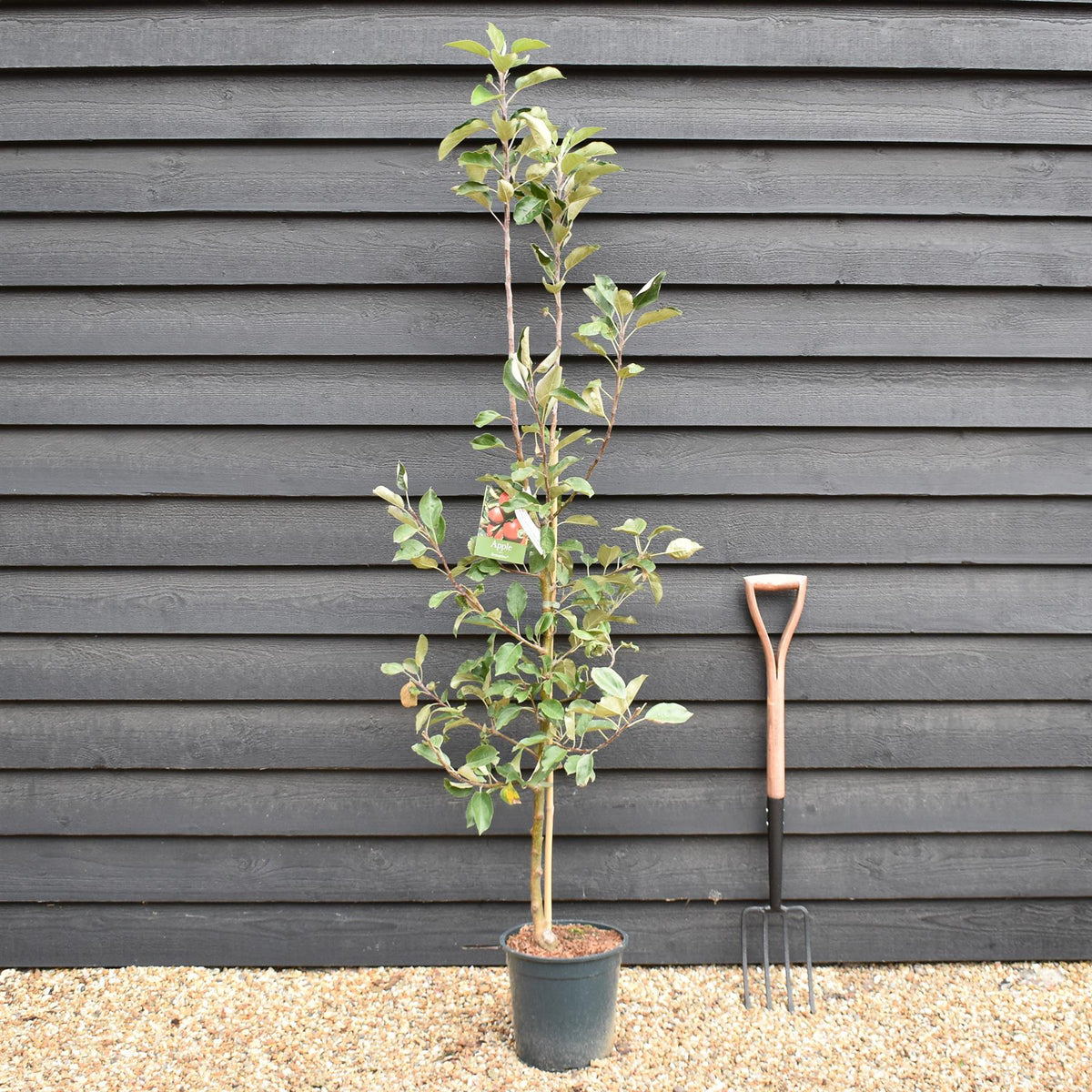 Apple tree 'Scrumptious' | Malus domestica - M26 - Semi-Dwarfing - 160-180cm - 12lt