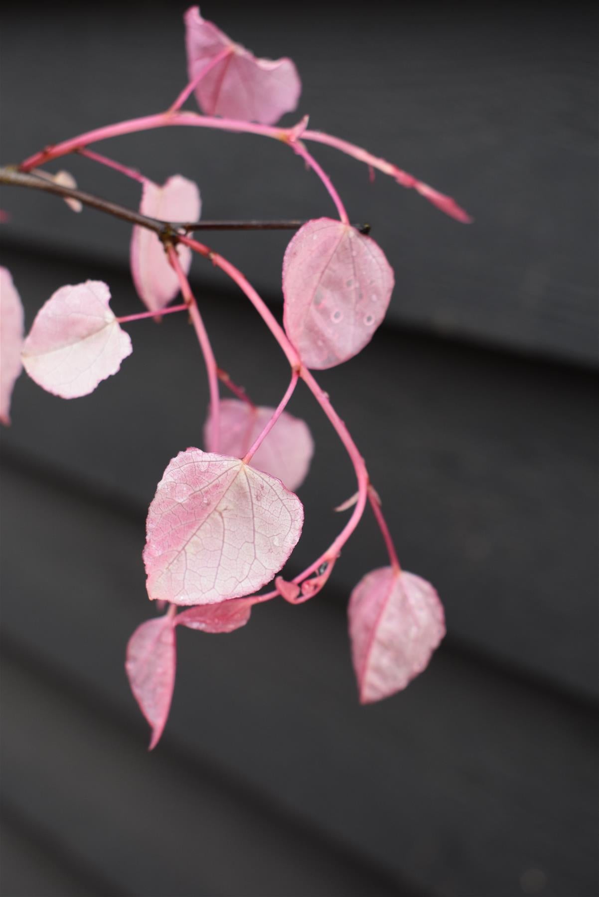 Cercis canadensis 'Carolina Sweetheart' | Eastern Redbud | Judas trees - 170-190cm - Bushy - 10lt
