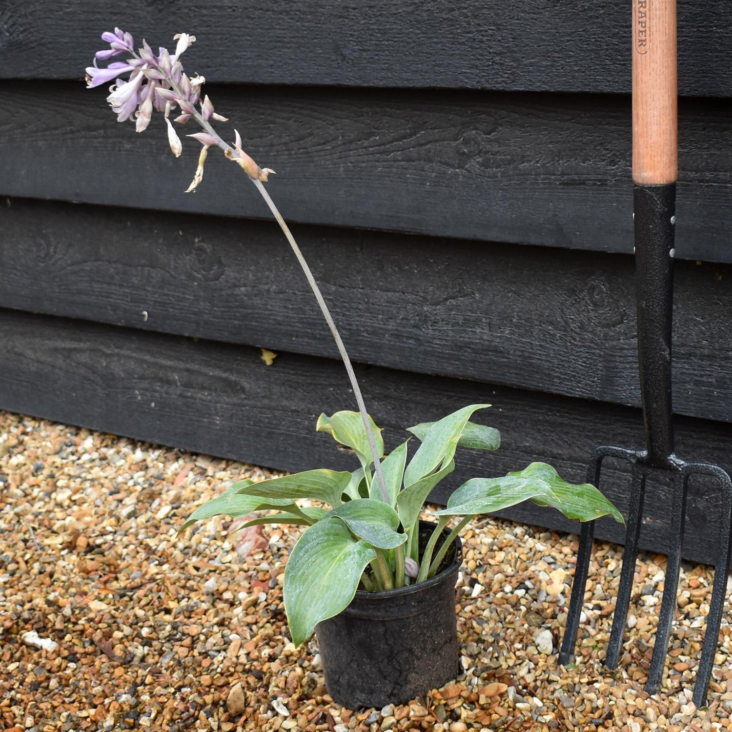 Hosta 'Halcyon' - Deciduous Perennial - Height 10-20cm - 2lt