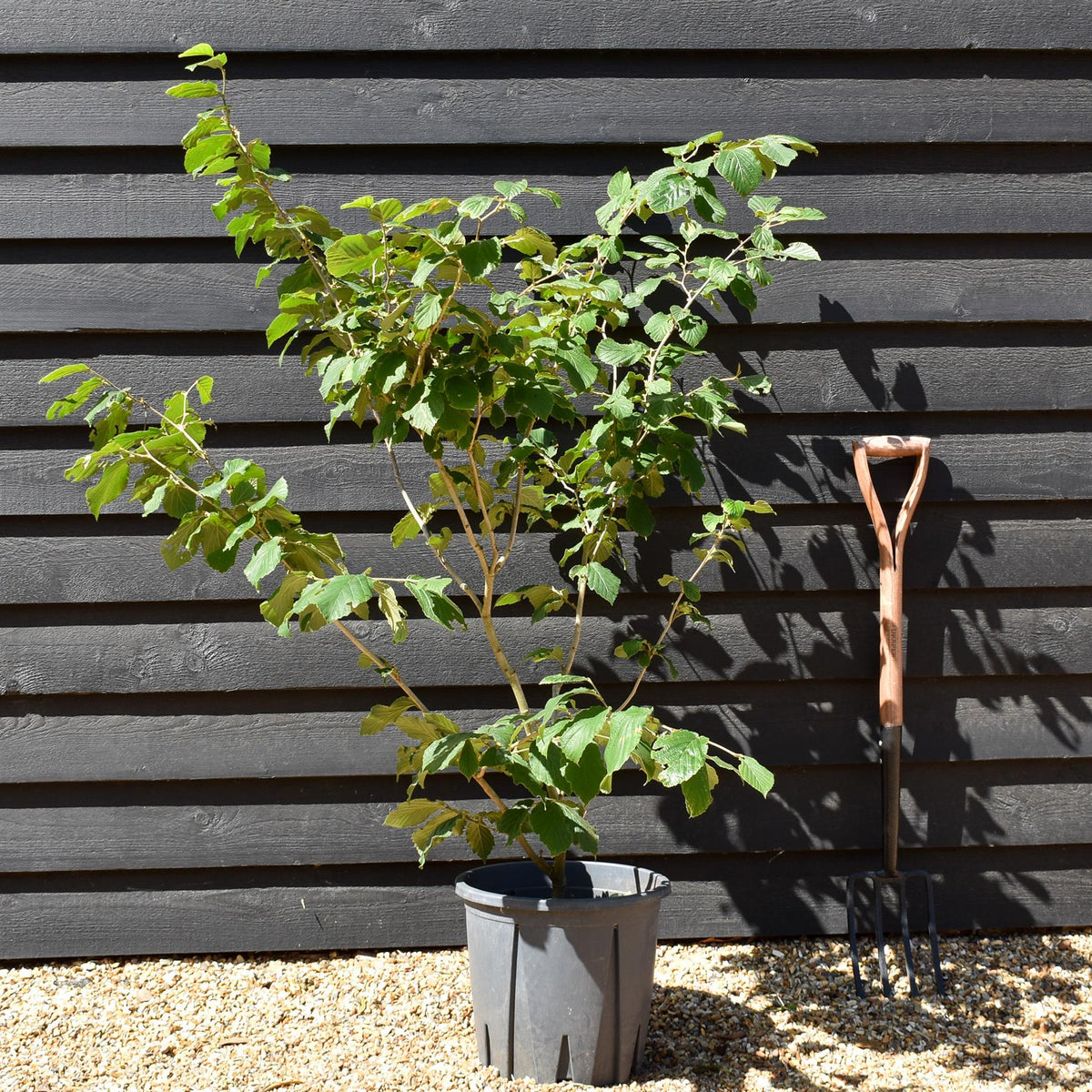 Hamamelis x intermedia 'Feuerzauber' | Witch hazel - Height 120-140cm - 20lt