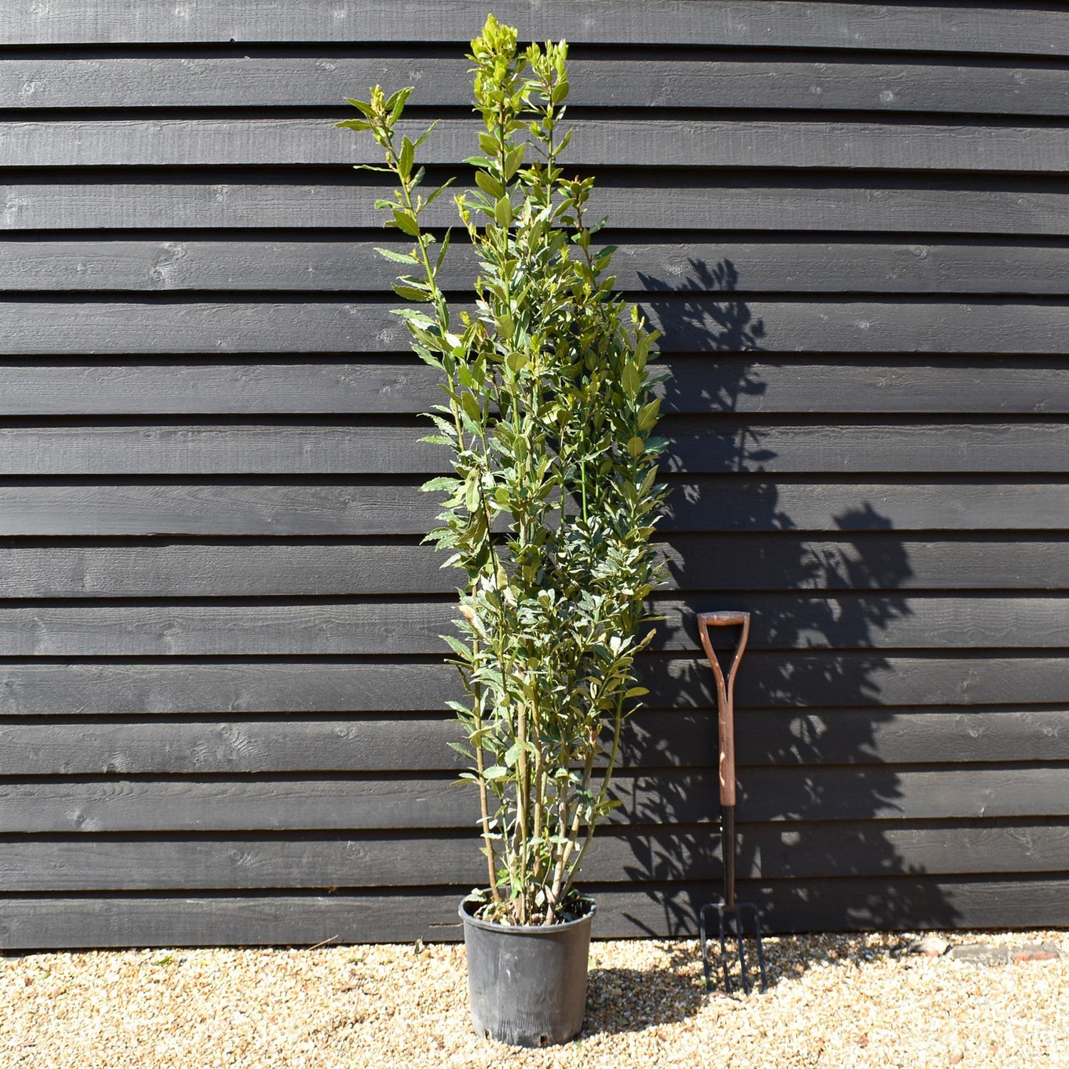 Laurus nobilis - Bay - Bushy - Height 200-230cm - 18lt