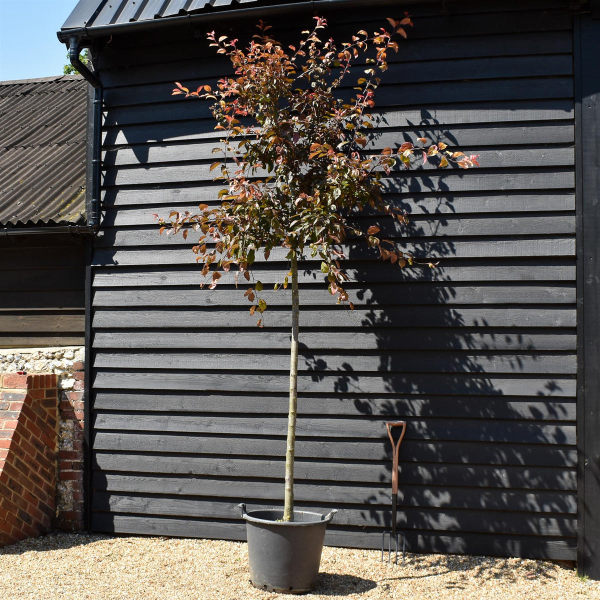 Malus 'Coccinella' - Standard - Girth 12-14cm - Height 320-330cm - 50lt