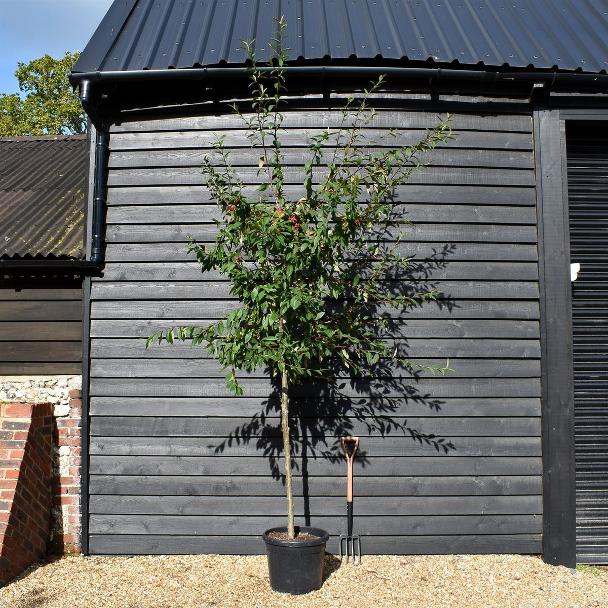 Cotoneaster 'Cornubia'  Clear Stem 120cm - Girth 10-12cm - H:250-300cm W:140-180cm - 50lt
