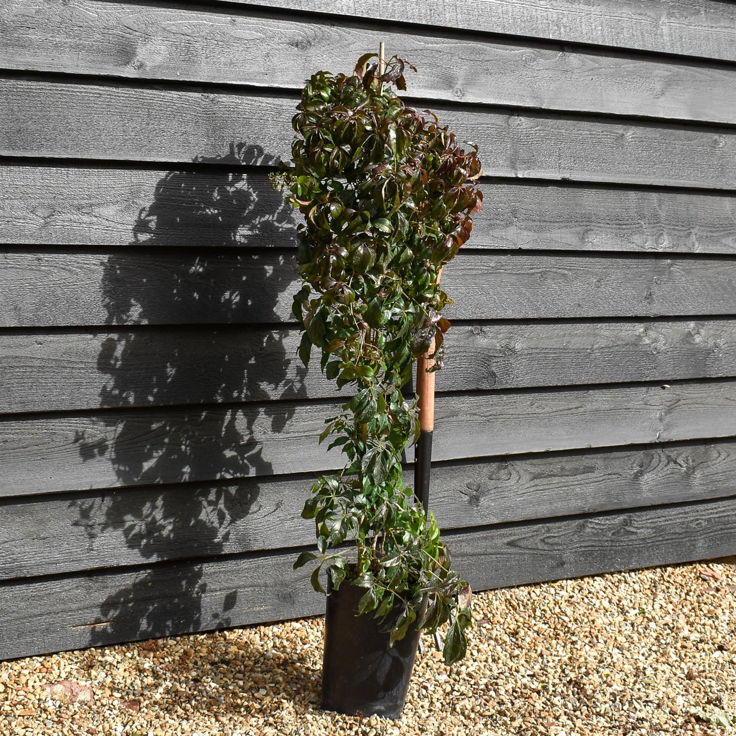 Parthenocissus quinquefolia | American Ivy | Virginia Creeper- Height 90-100cm - 5lt