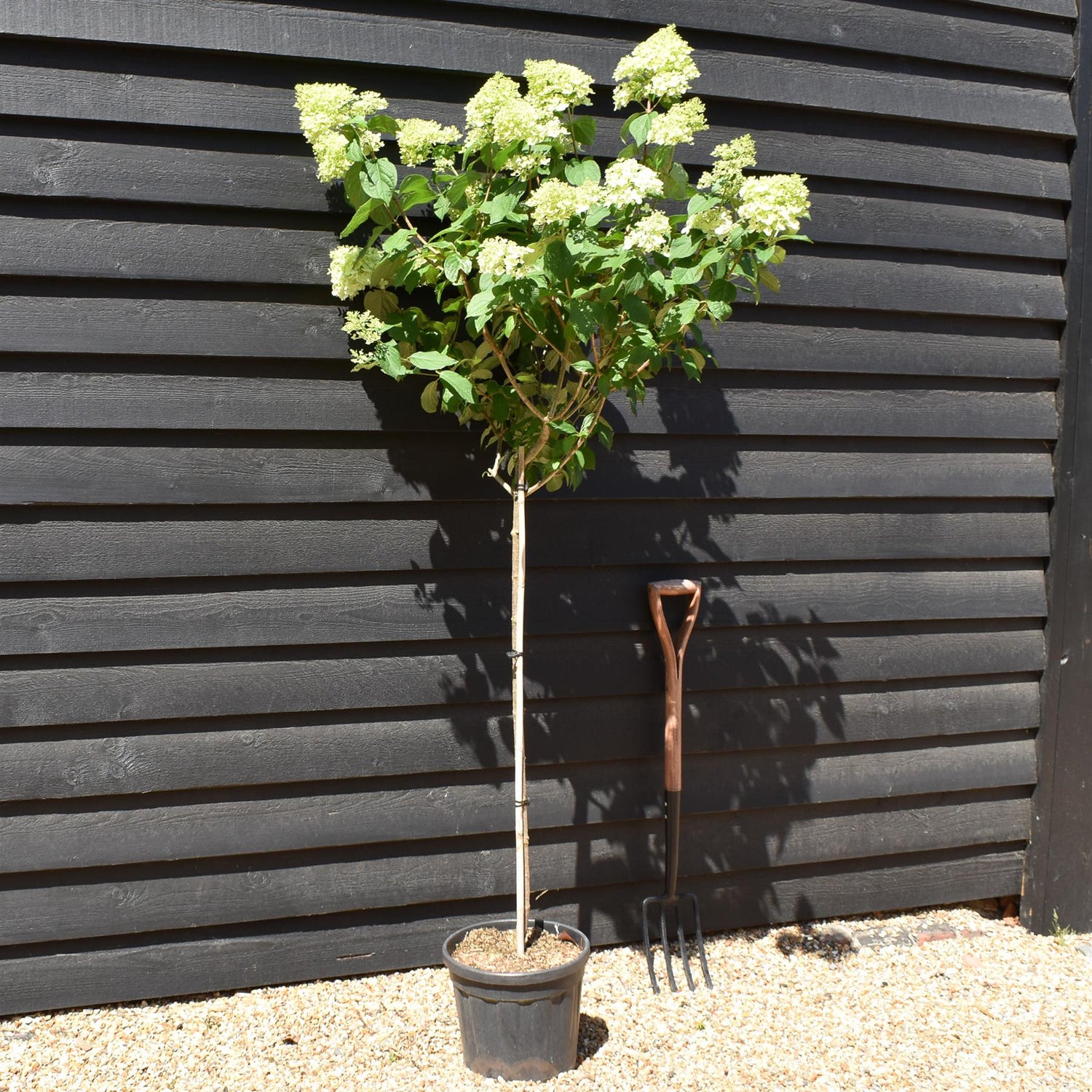 Hydrangea paniculata 'Limelight' - Stem 100cm - Height 170-180cm - 15lt