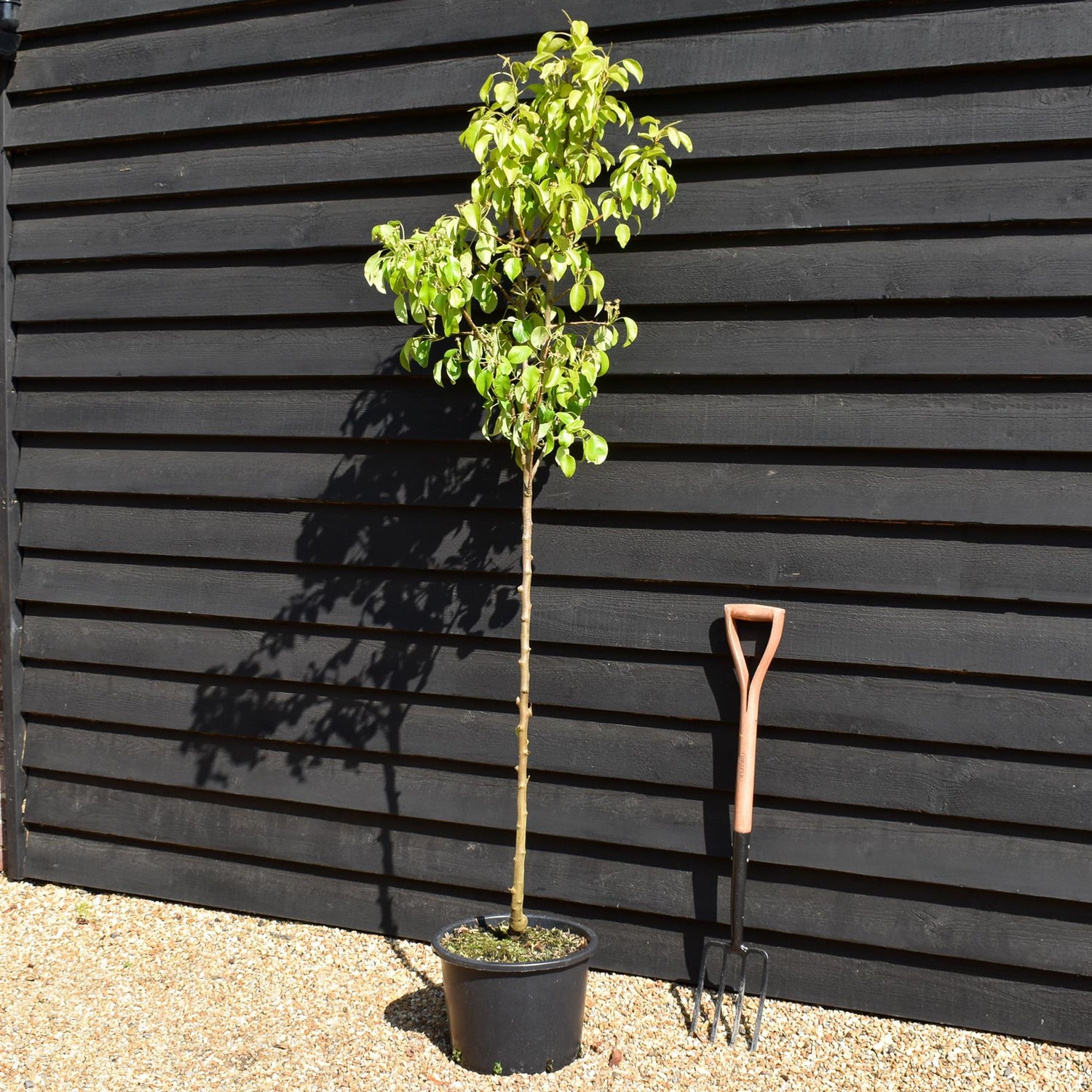 Pear 'Beurre Hardy' | Pyrus communis - Semi Dwarfing - Height - 160-180cm - 20lt