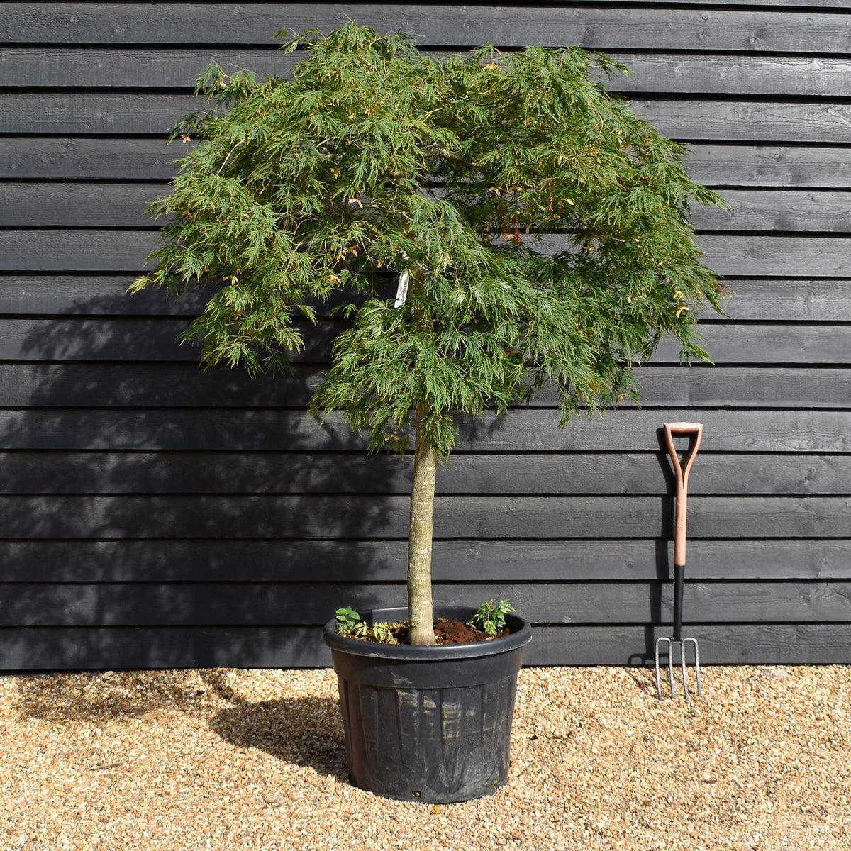 Acer palmatum dissectum | laceleaf Japanese maple -  Clear Stem 110cm - Height 140-150cm - 90lt