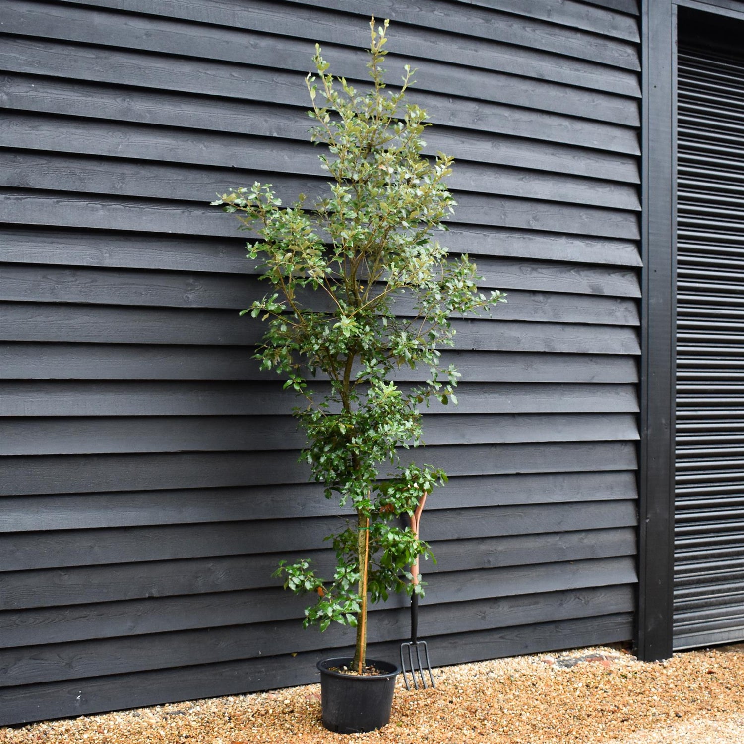 Holm Oak | Evergreen Oak | Quercus Ilex - Bushy - 130-160cm - 20lt