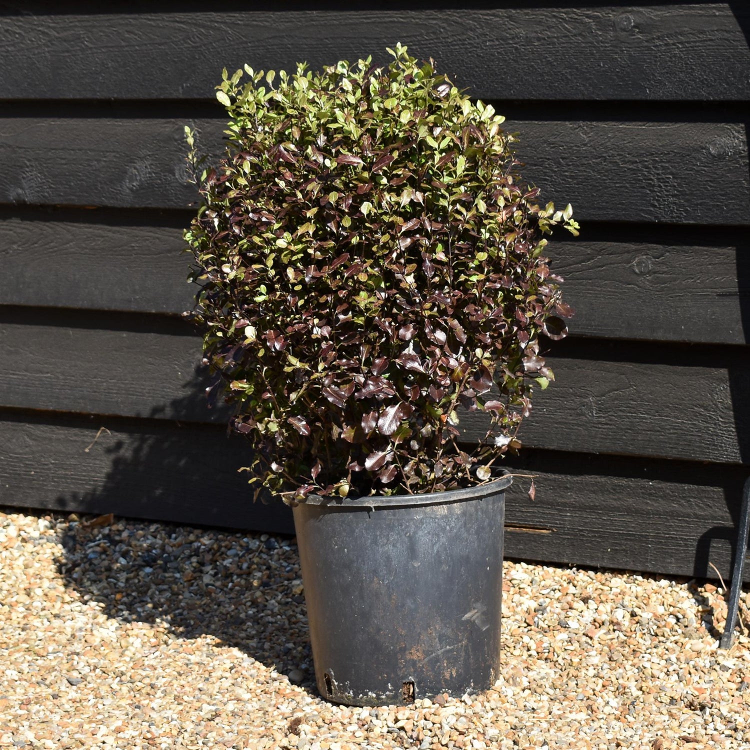 Pittosporum Tom Thumb - Shrub - 50-60cm, 10lt