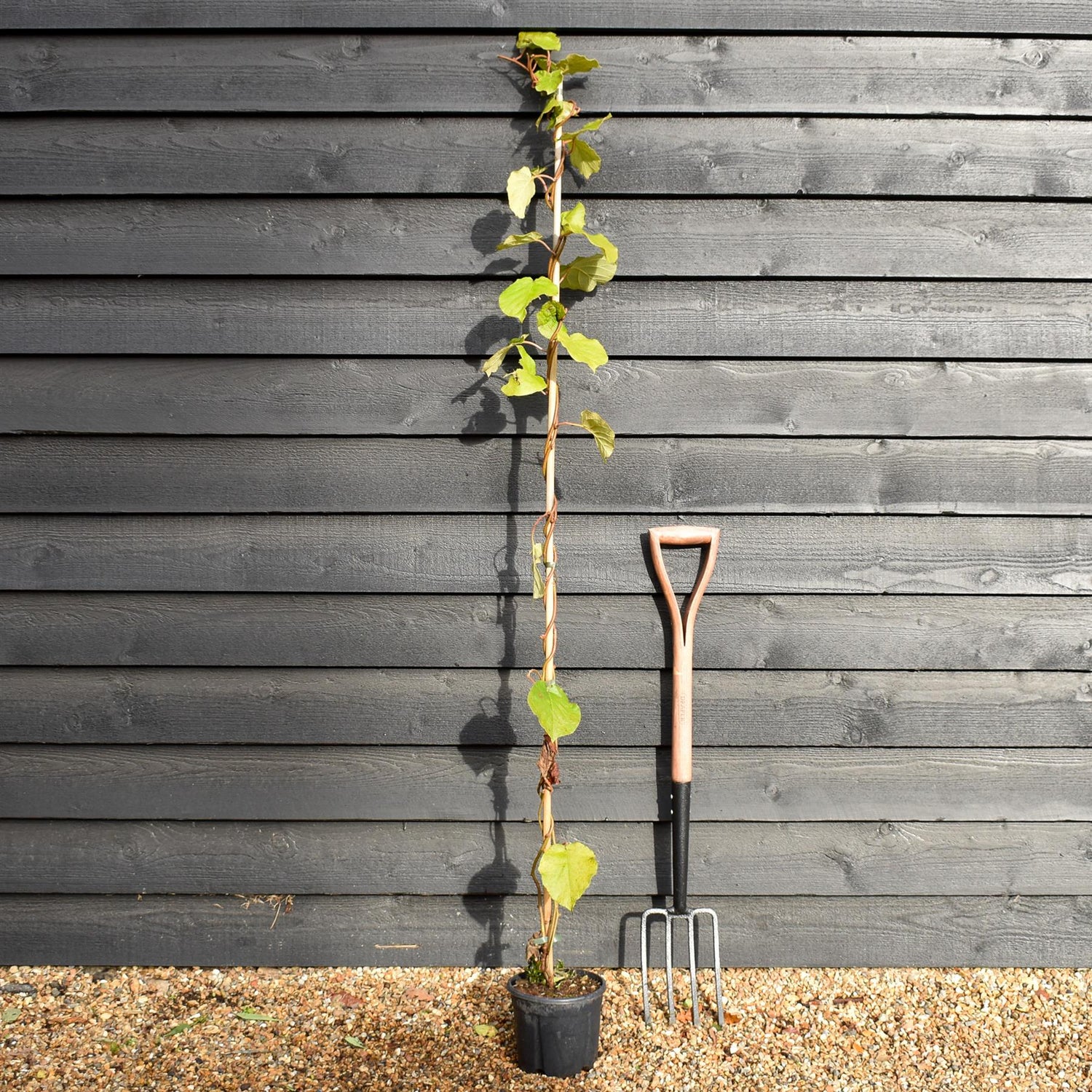 Actinidia deliciosa 'Jenny' - Kiwi - Deciduous Climber - Height 170-180cm - 3lt