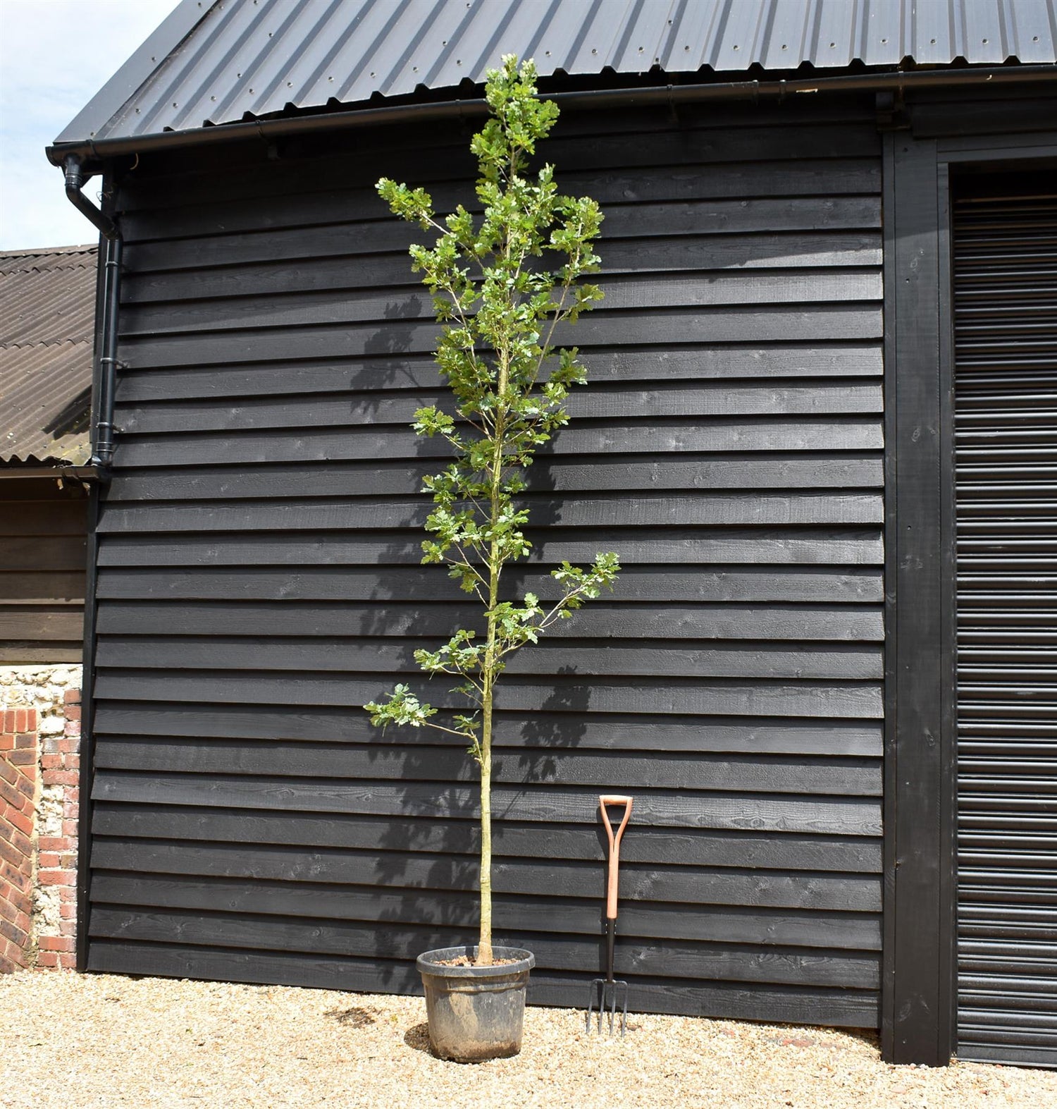 Turkey oak | Quercus cerris - Height 300-350cm - Girth 10-12cm - 45lt