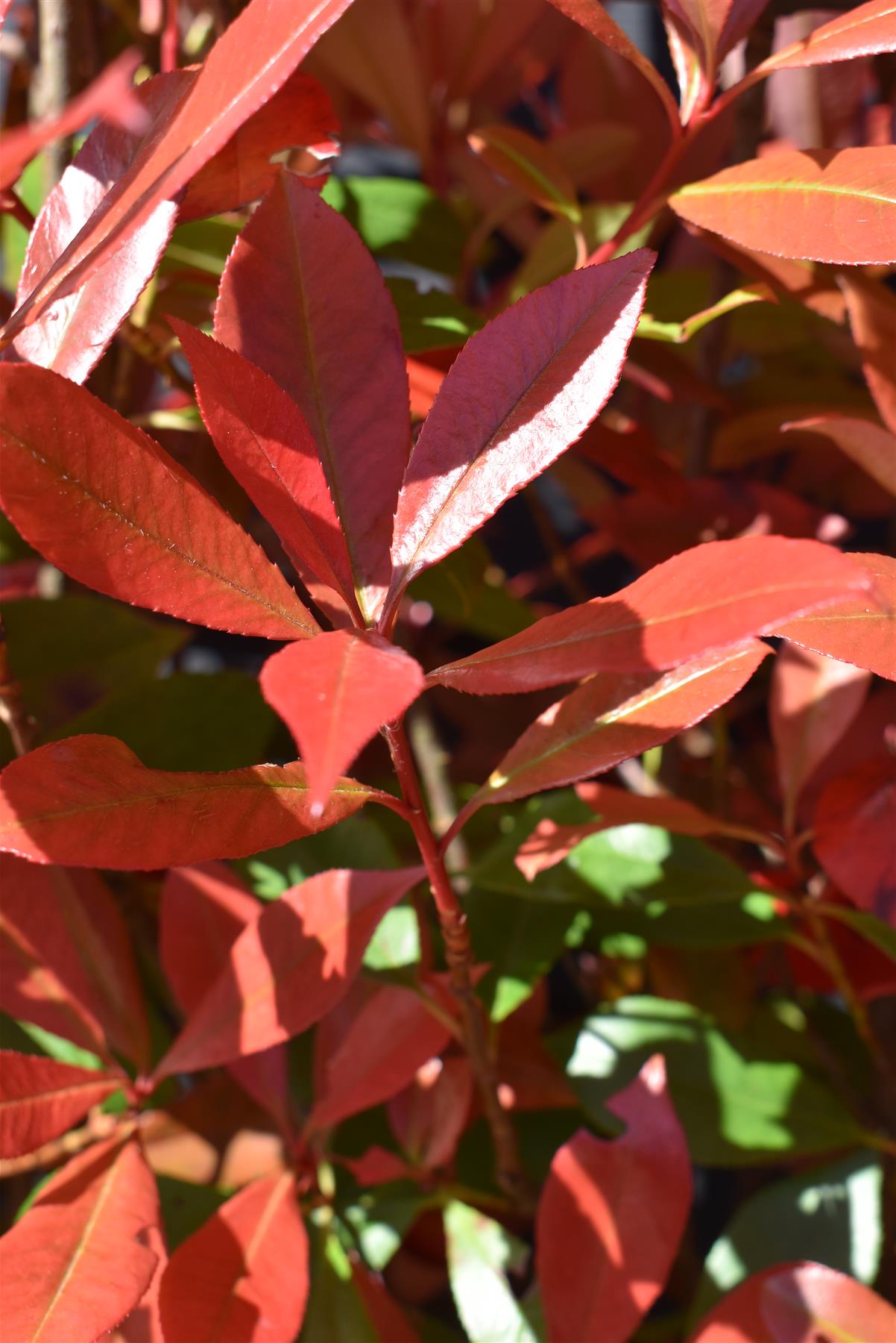 Photinia Red Robin | Christmas berry 'Red Robin' - Compacta - Frame - 140-150cm, 18lt
