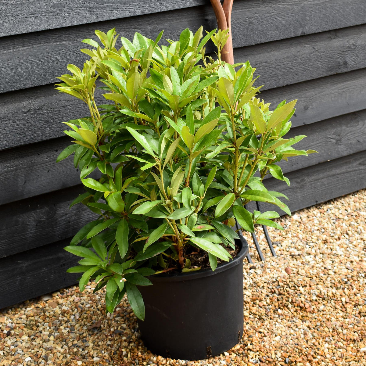 Rhododendron 'Anna Kruschke' - Shrub - Height 60-70cm - 20lt