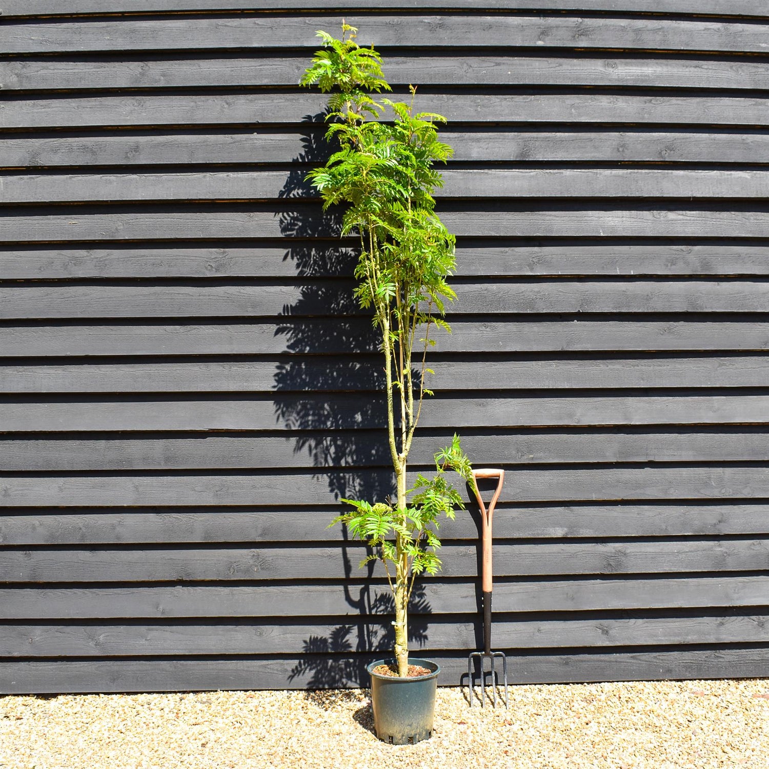 Sorbus aucuparia Autumn Spire | Mountain Ash ‘Autumn Spire’ - Height 170-190cm - 12lt