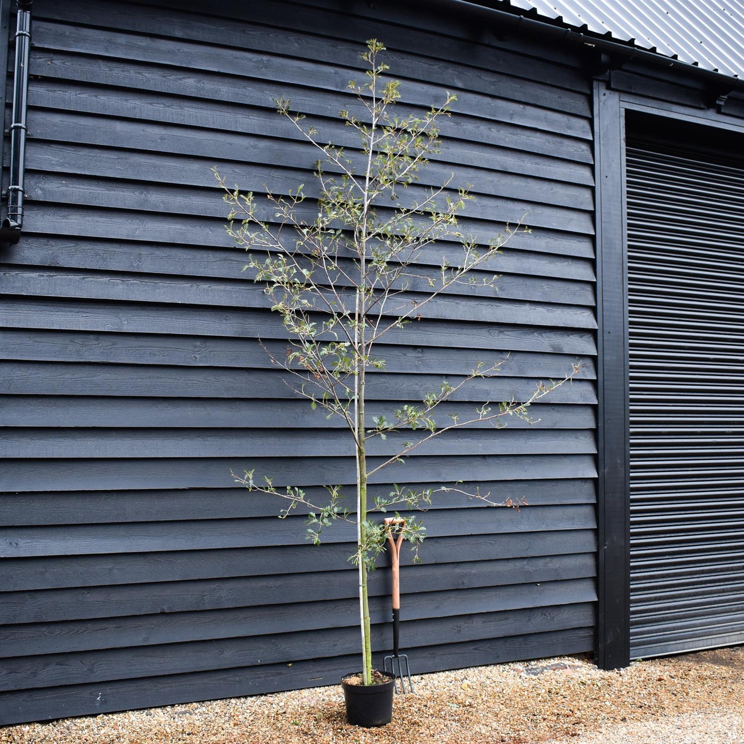 Cut Leaved Black Alder | Alnus Glutinosa Laciniata  - Feathered - Height 175-200cm - 10lt