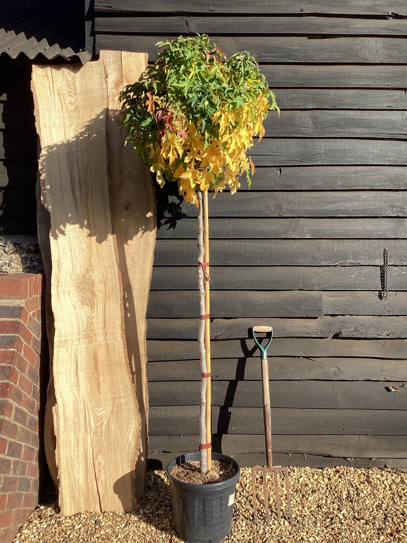Liquidambar styraciflua 'Gum Ball' | Sweet gum 'Gum Ball' - 250-260cm, 25lt