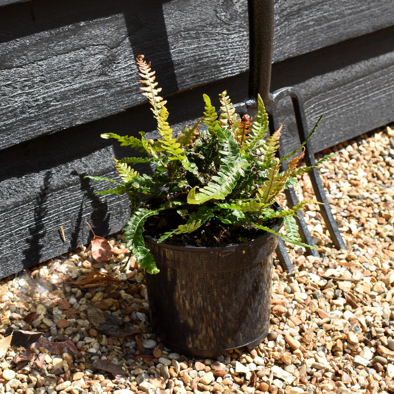 Doodia Media | Common Rasp Fern - Perennial - 3lt