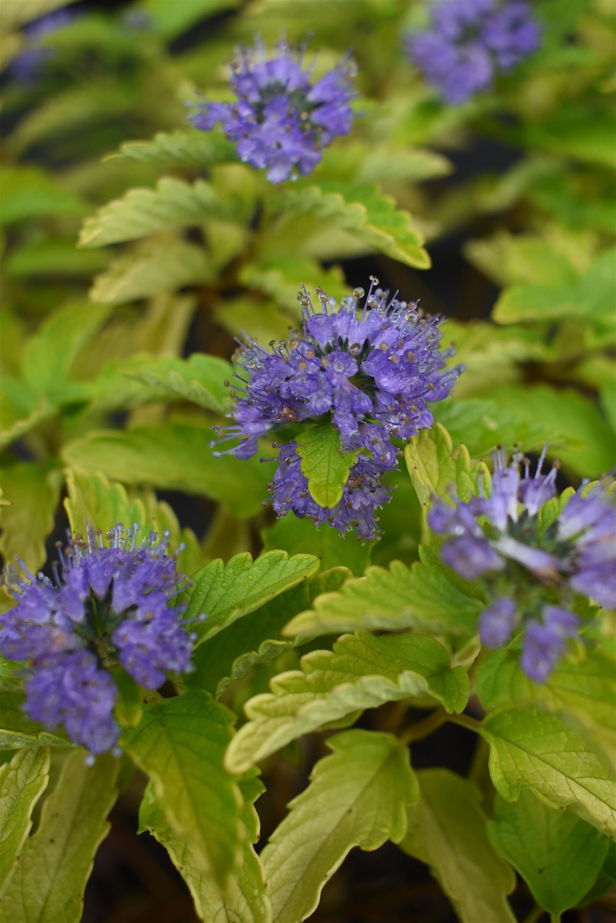 Caryopteris Hint of Gold 'Lisaura' - 30-60cm, 10lt