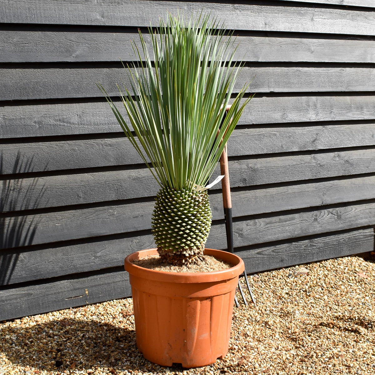 Yucca rostrata - Shrub - Height 80 - 100cm - 45lt