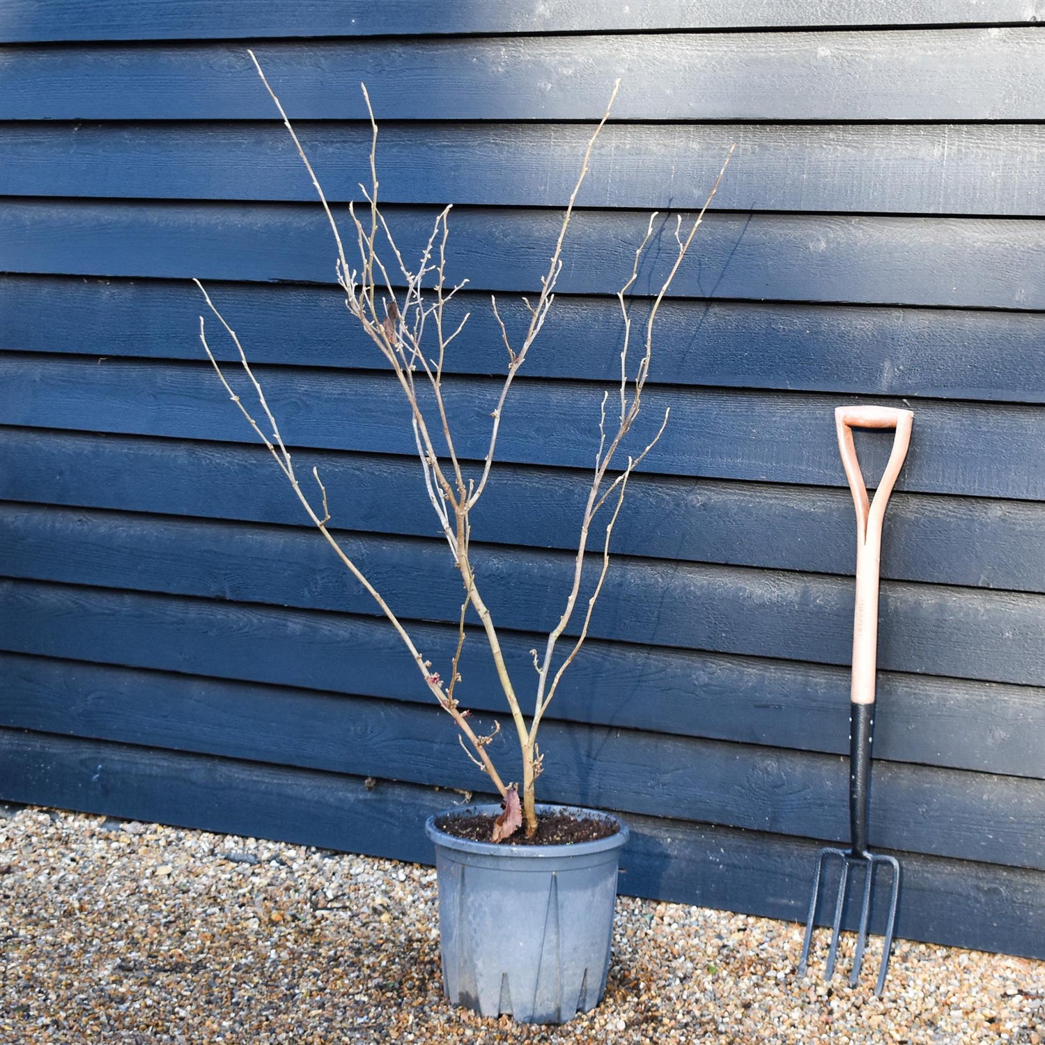 Hamamelis x intermedia 'Feuerzauber' | Witch hazel - Height 120-140cm - 20lt