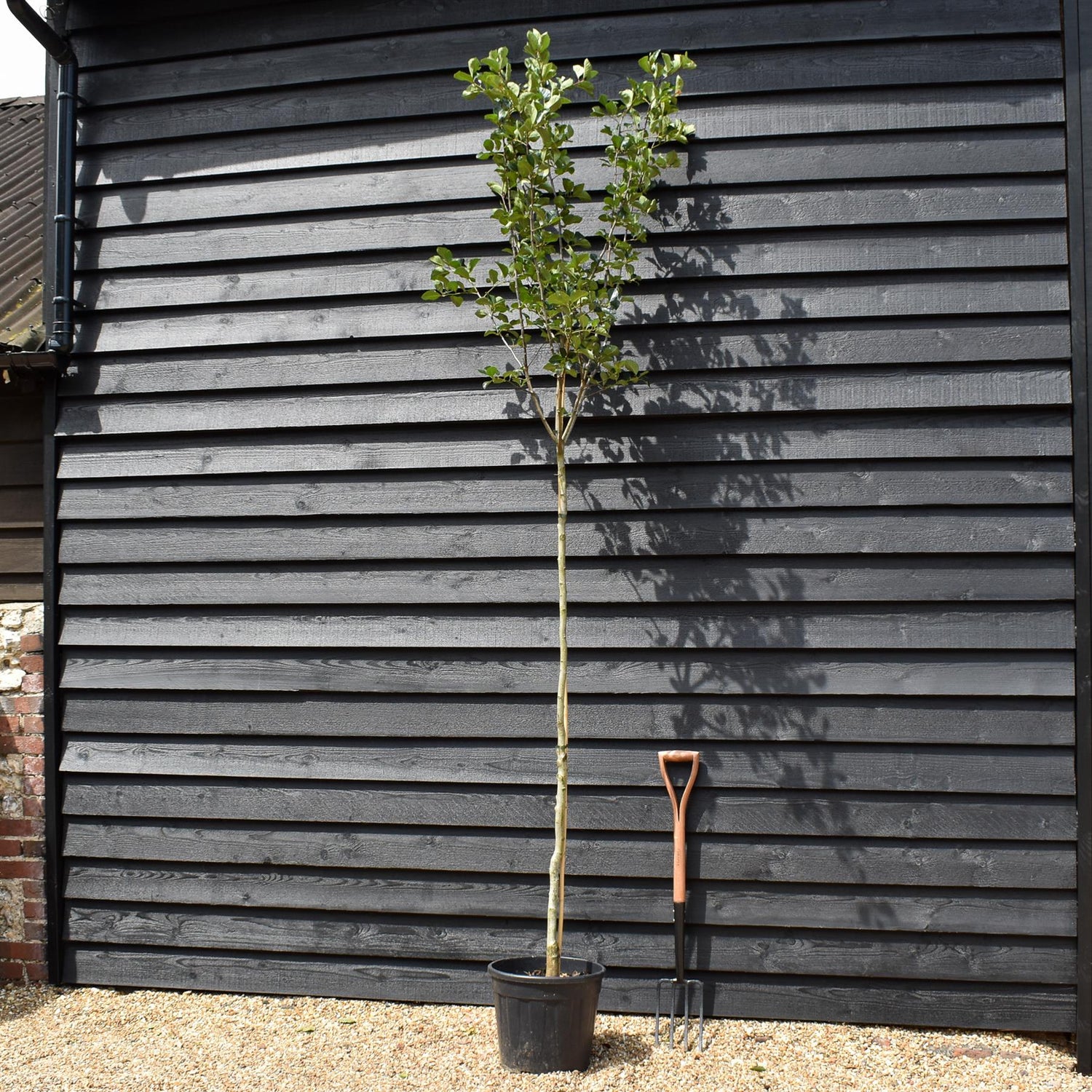 Broad-leaved Cockspur Thorn | Crataegus Persimilis 'Prunifolia' - Height 200 -230cm - Girth  6-8cm - 30lt