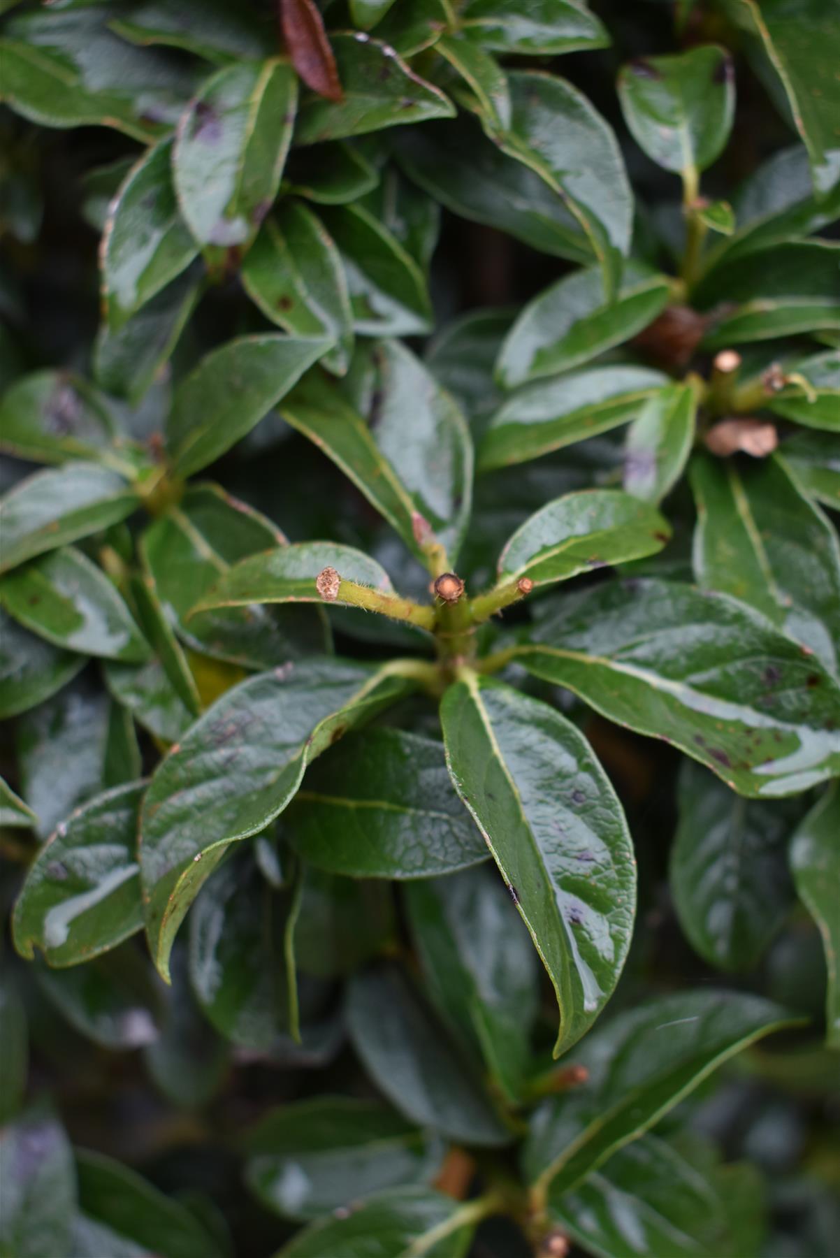Viburnum Tinus Eve Price | Laurustinus 'Eve Price' - Single Stem - Height 110cm - 15lt