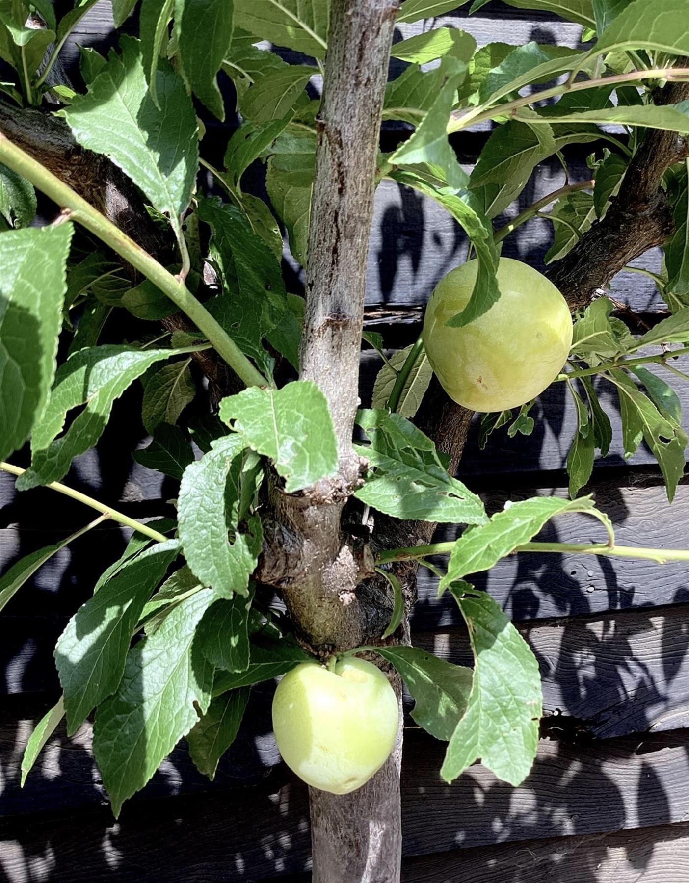 Plum tree 'Stanley' | Prunus domestica - 170-180cm - 30lt