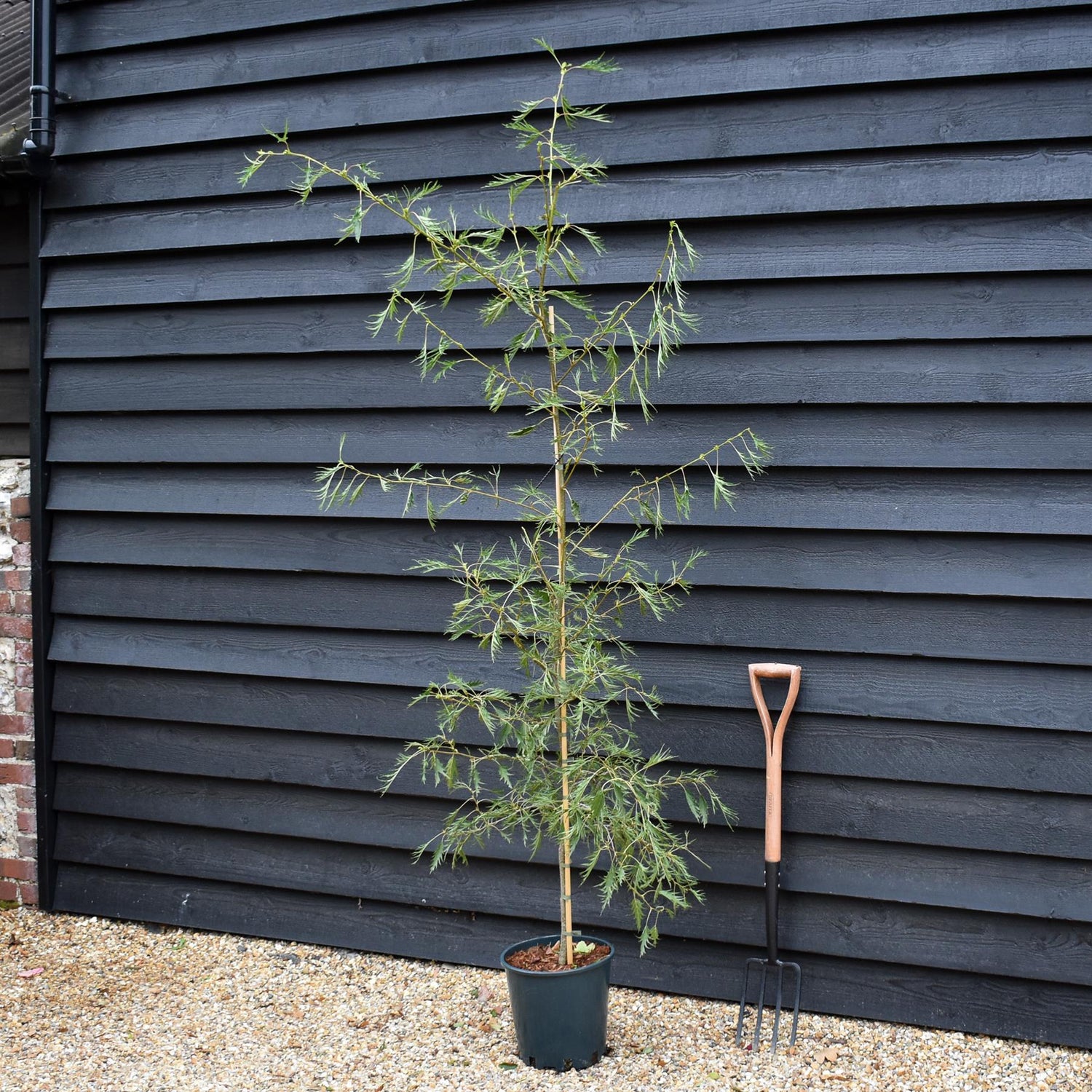 Alnus Glutinosa Imperialis - Alder Imperialis - Height 220-260cm - 12lt