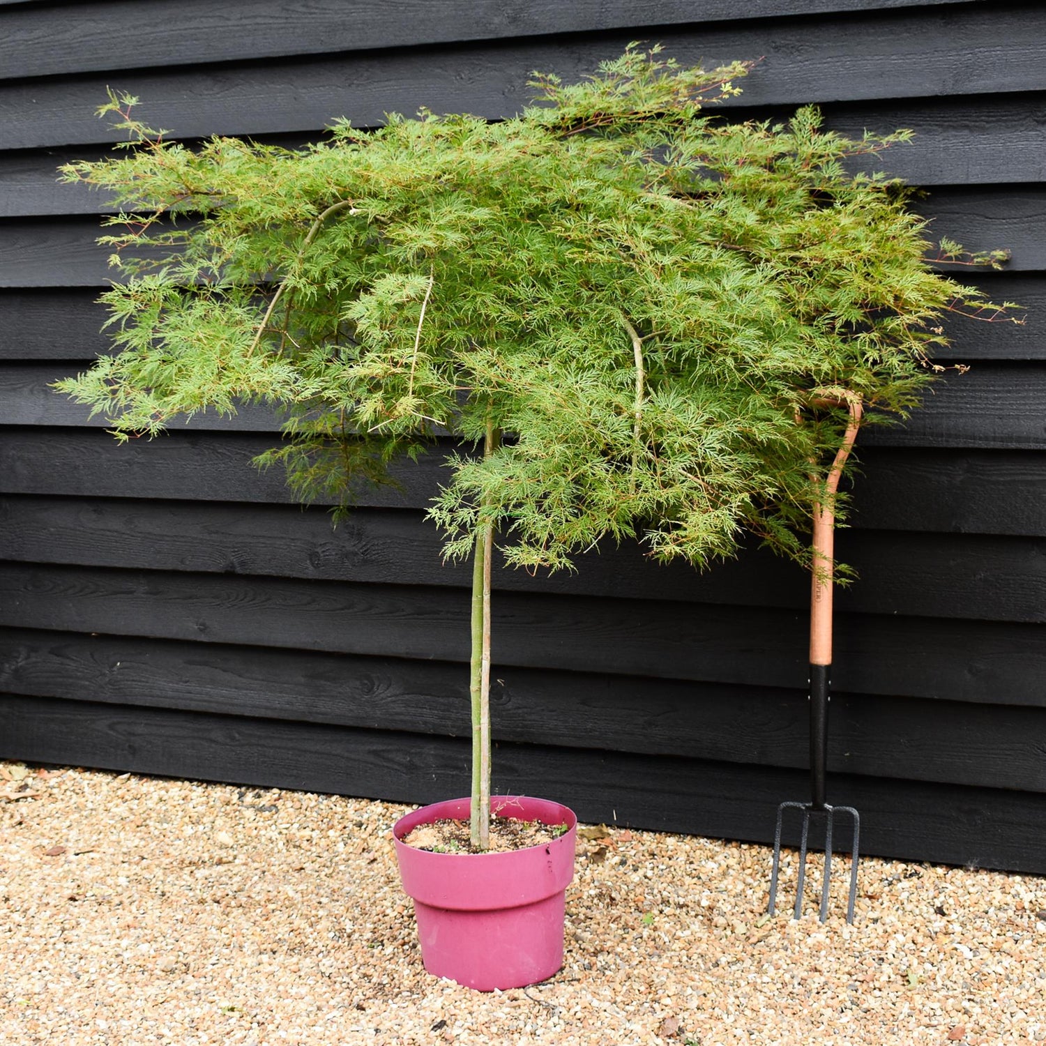 Acer palmatum 'Emerald Lace' | Japanese maple 'Emerald Lace' - 90-100cm - 15lt