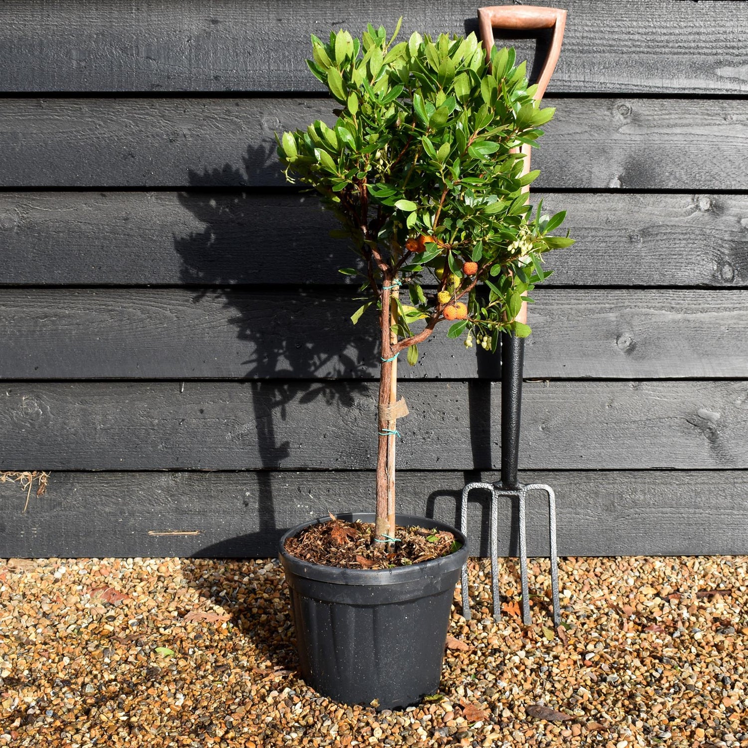 Arbutus unedo Tree | Strawberry Tree - Clear Stem 30-40cm - Height 70-80cm - 7.5lt