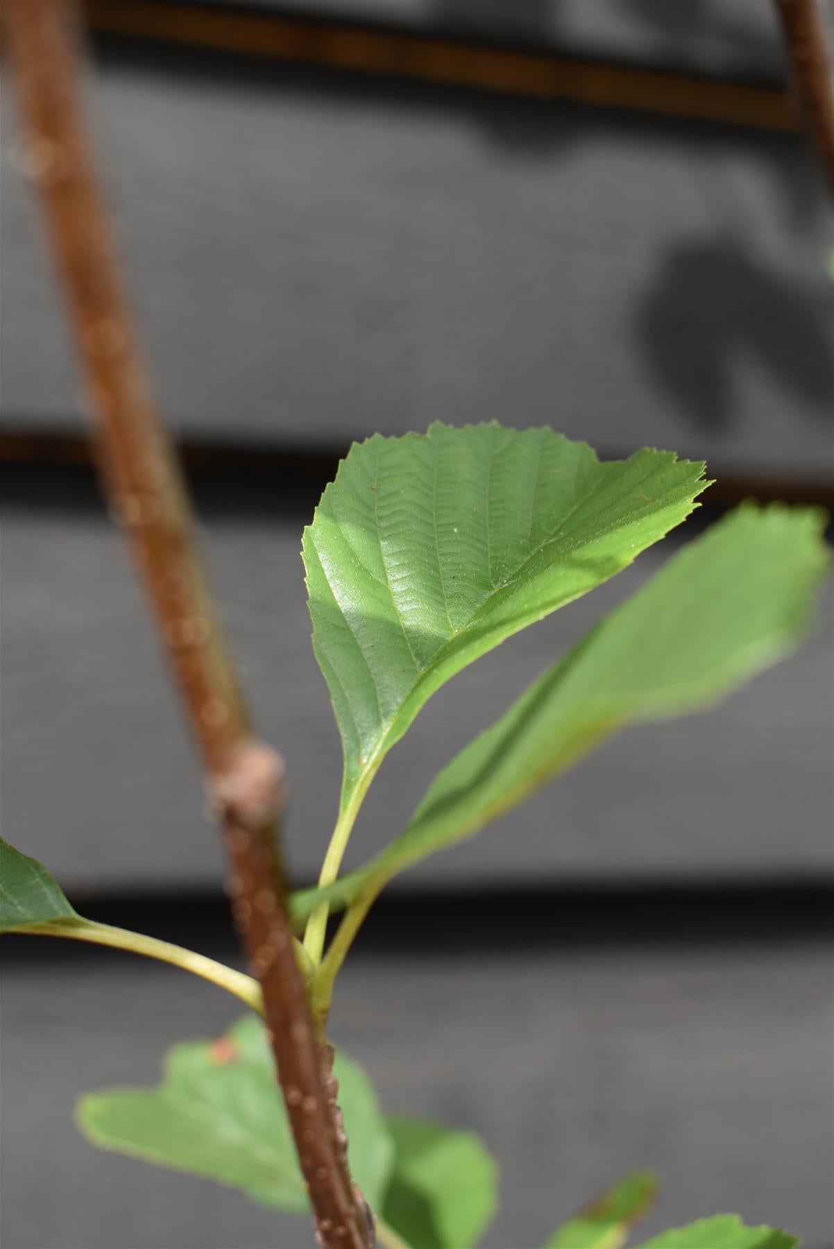 Alnus Incana - Grey Alder tree -  Height 200-250cm - 20lt