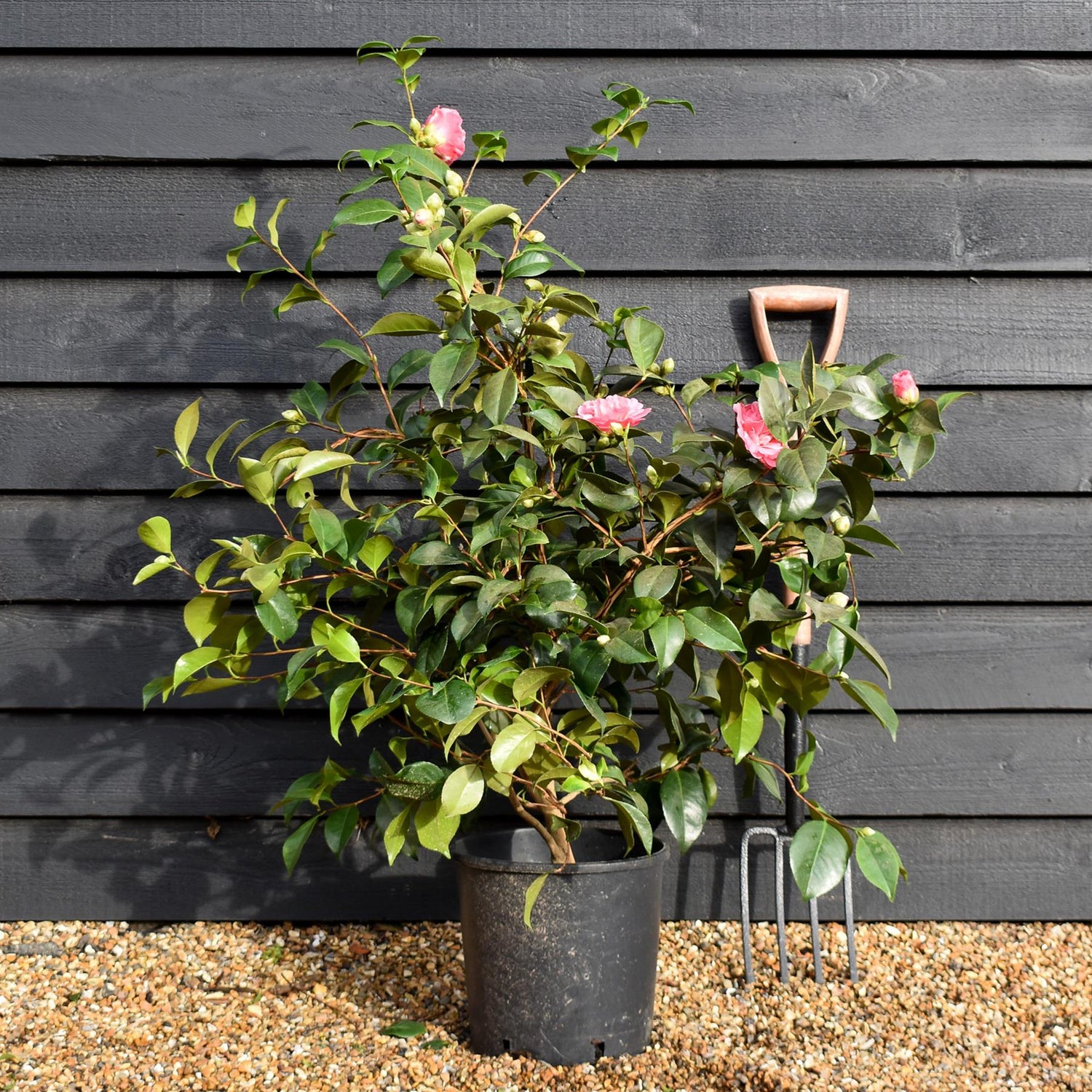 Camellia x williamsii Debbie - Shrub - Height 80-100cm - 12lt