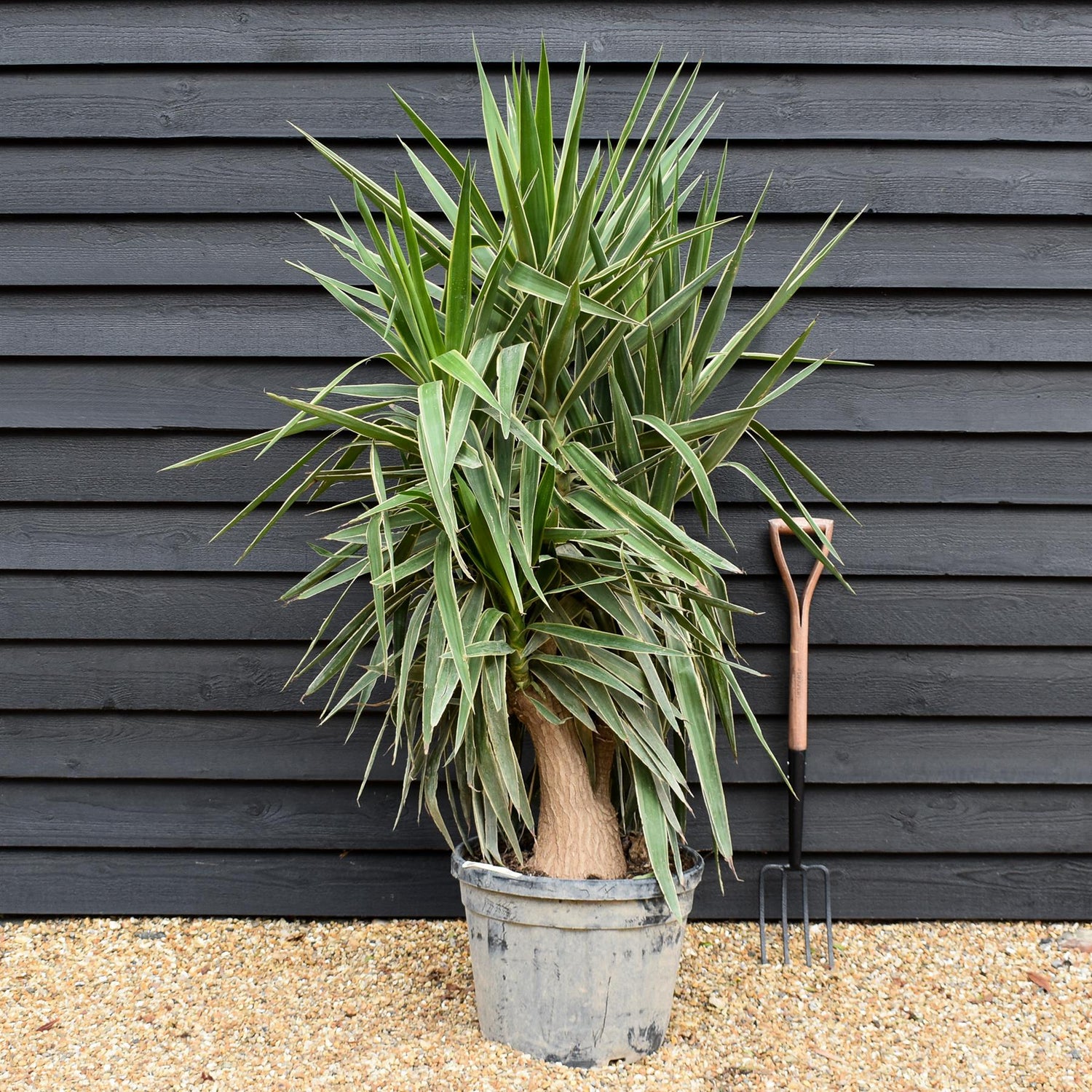 Yucca 'Elephantipes - Shrub - Multistem - Height 170cm - 45lt