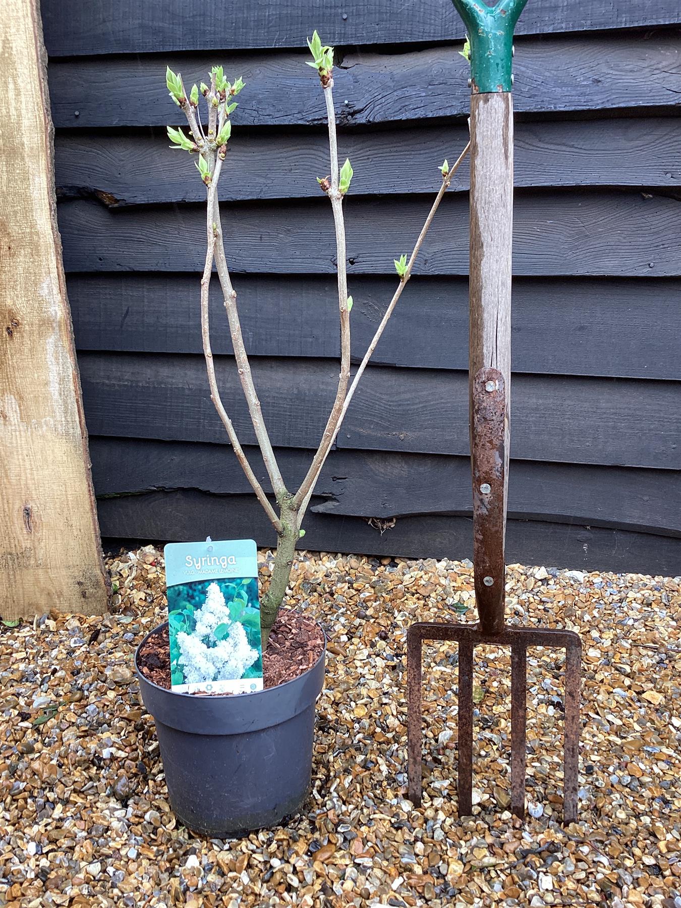 Lilac 'Madame Lemoine' | Syringa  - 80cm, 6lt