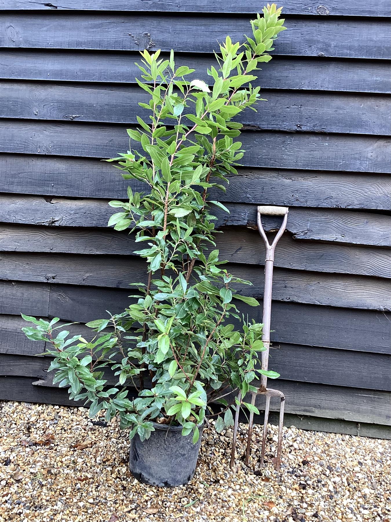 Arbutus unedo | Strawberry Tree - 120cm, 10lt