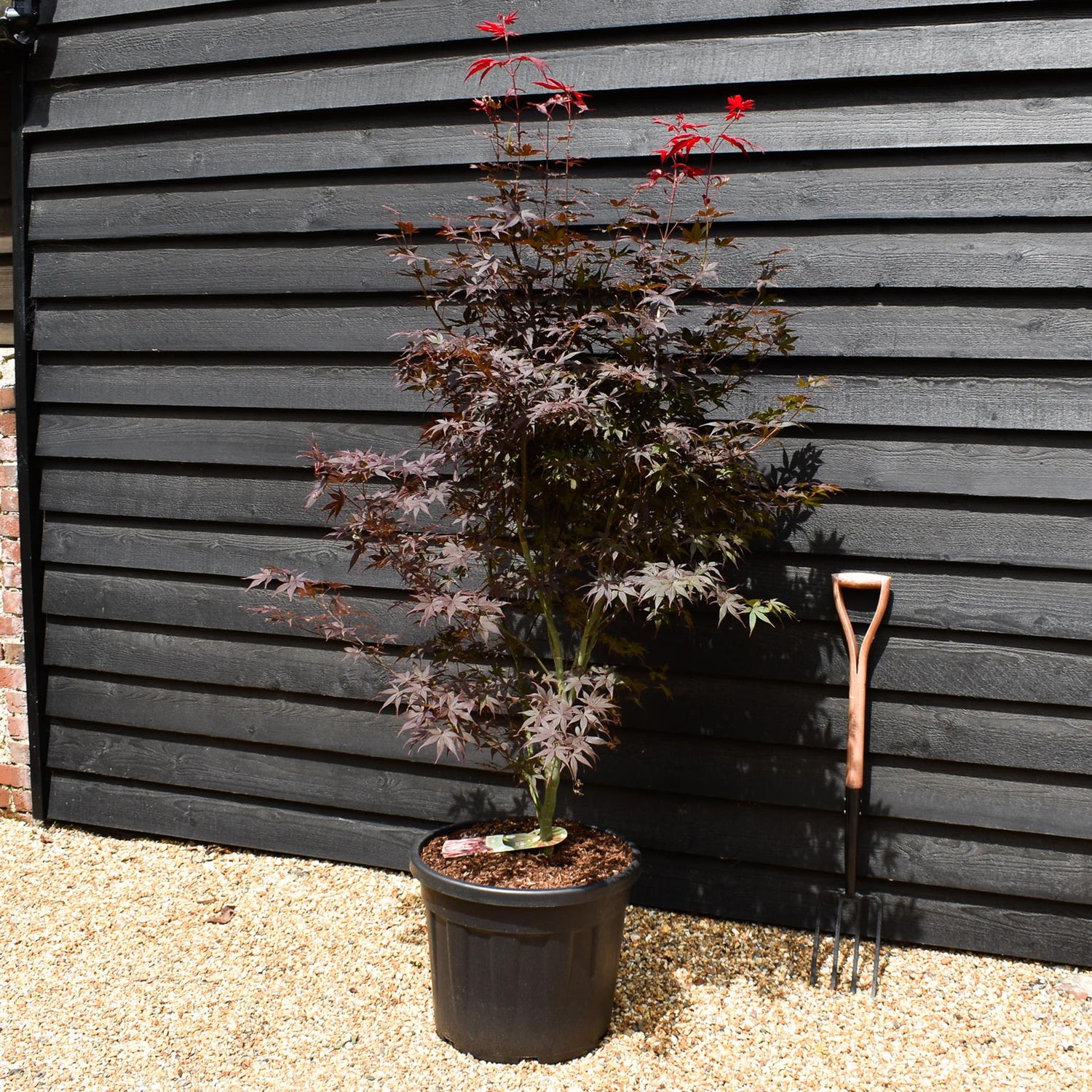 Japanese Maple | Acer palmatum 'Bloodgood' - Bushy - Height 160-180cm - 55lt