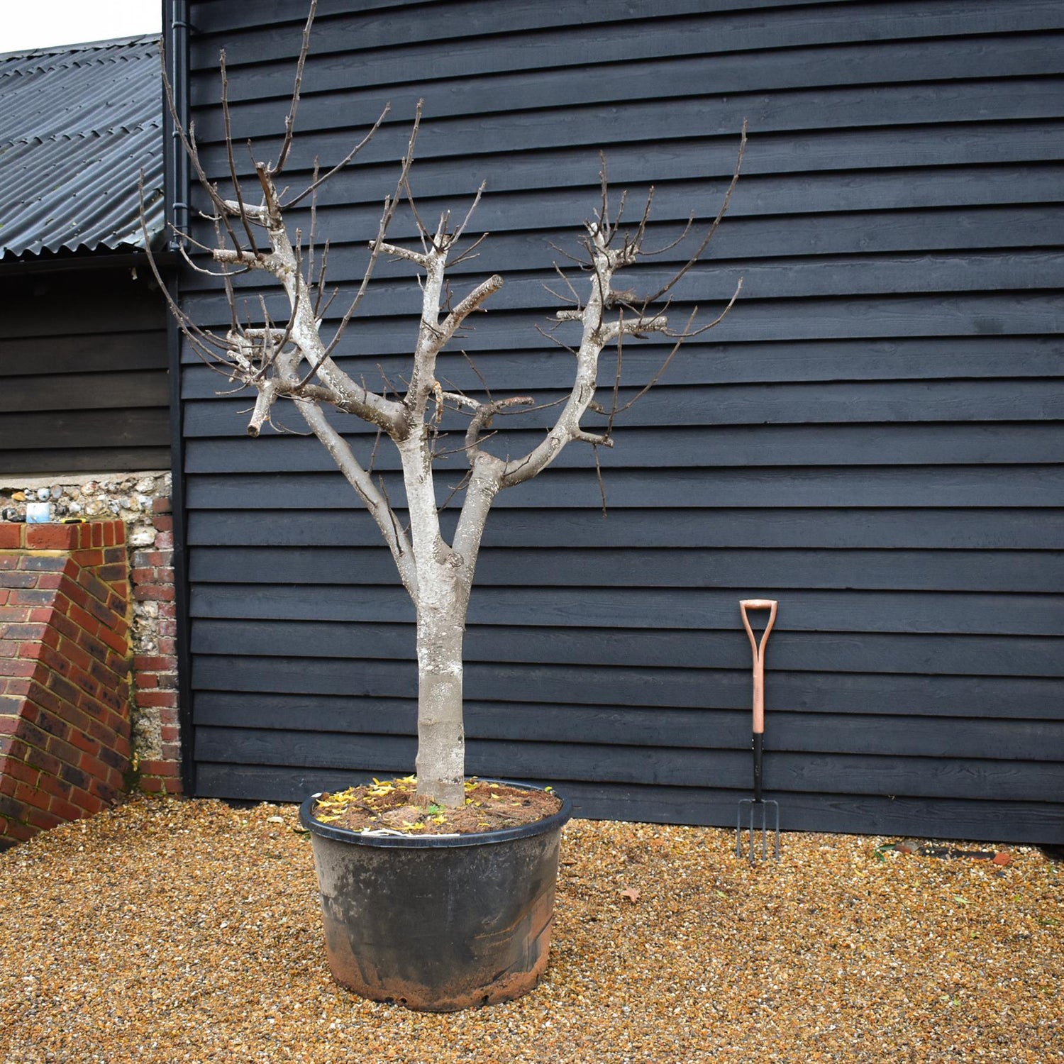 Fig - Ficus carica Specimen Tree 1A  - Clear Stem 40cm - Girth 38-40cm - Height 220-230cm - 160lt