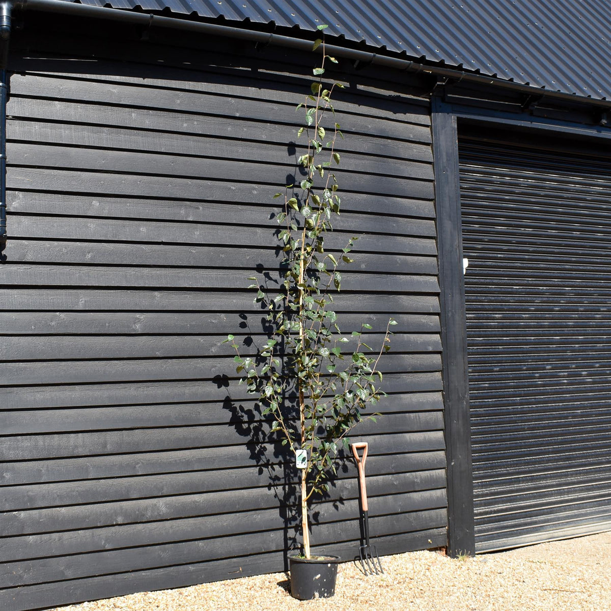 Betula jacquemontii | Himalayan Birch -  Height 280-300cm - 20lt