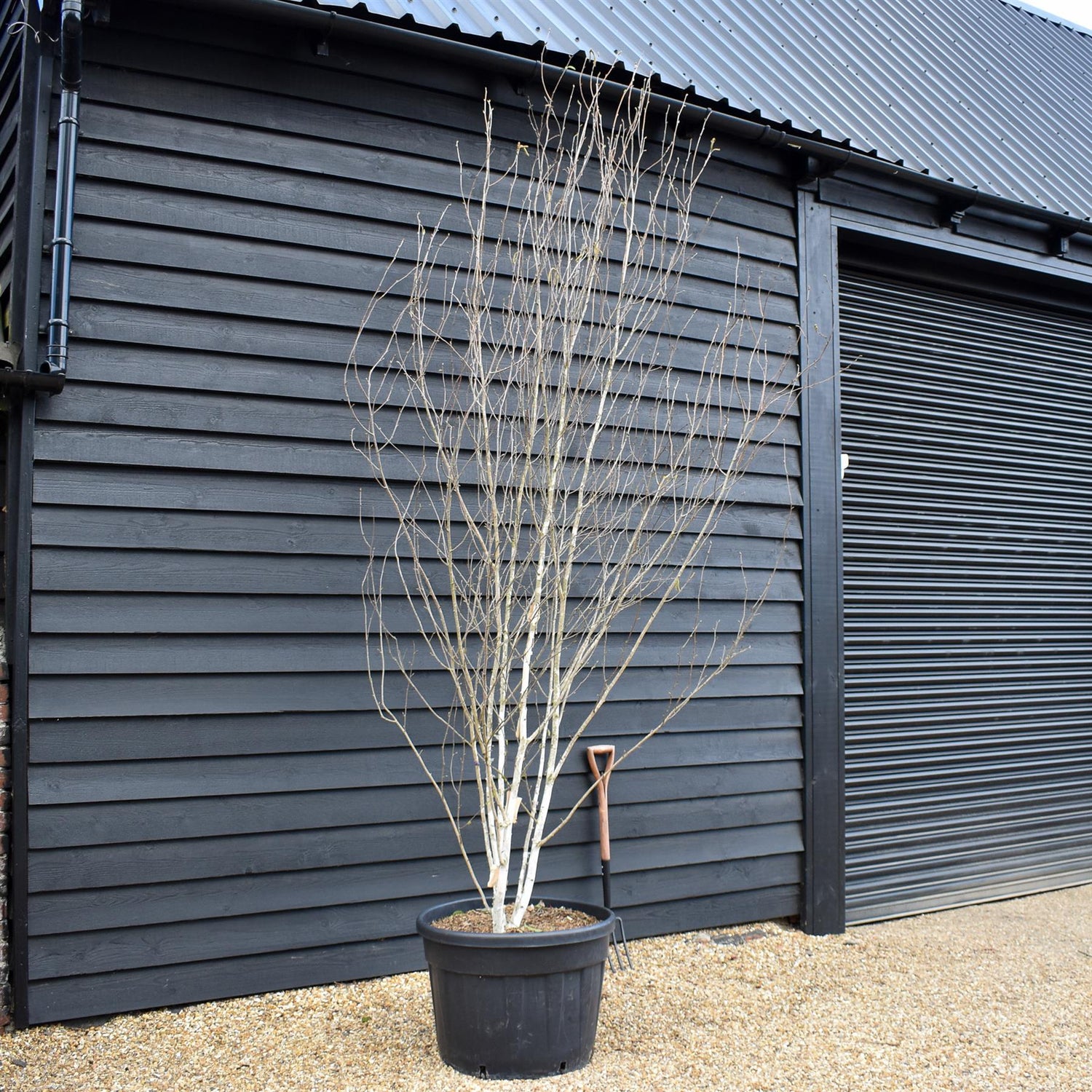 Himalayan Silver Birch |Betula utilis - Multi Stem - Height 310-350cm - 130lt