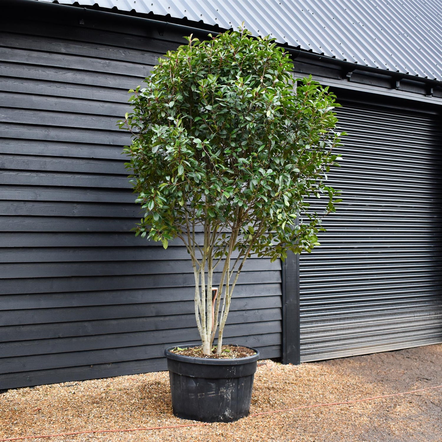 Photinia Red Robin |Parachute - Height 270-300 - 230lt