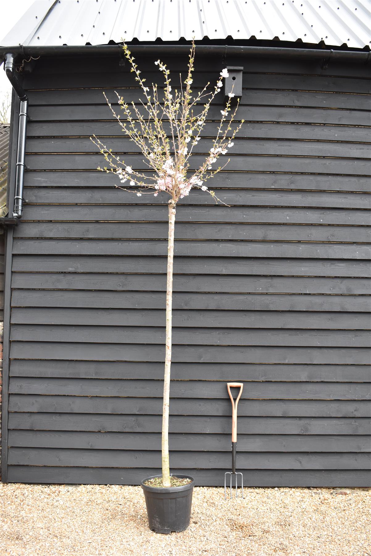 Prunus subhirtella Autumnalis Rosea | Winter-Flowering Cherry 'Autumnalis Rosea' -  Girth 10-12cm - 300-320cm - 30lt