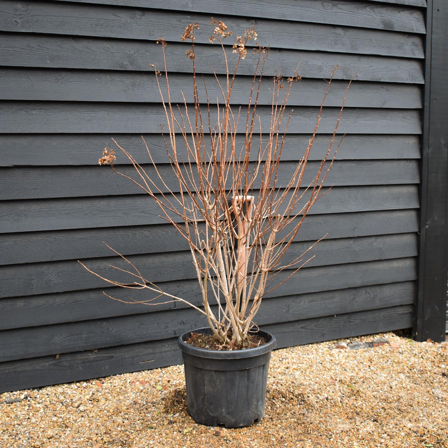 Hydrangea paniculata 'Vanille Fraise' - Shrub - Height 140cm - 45lt