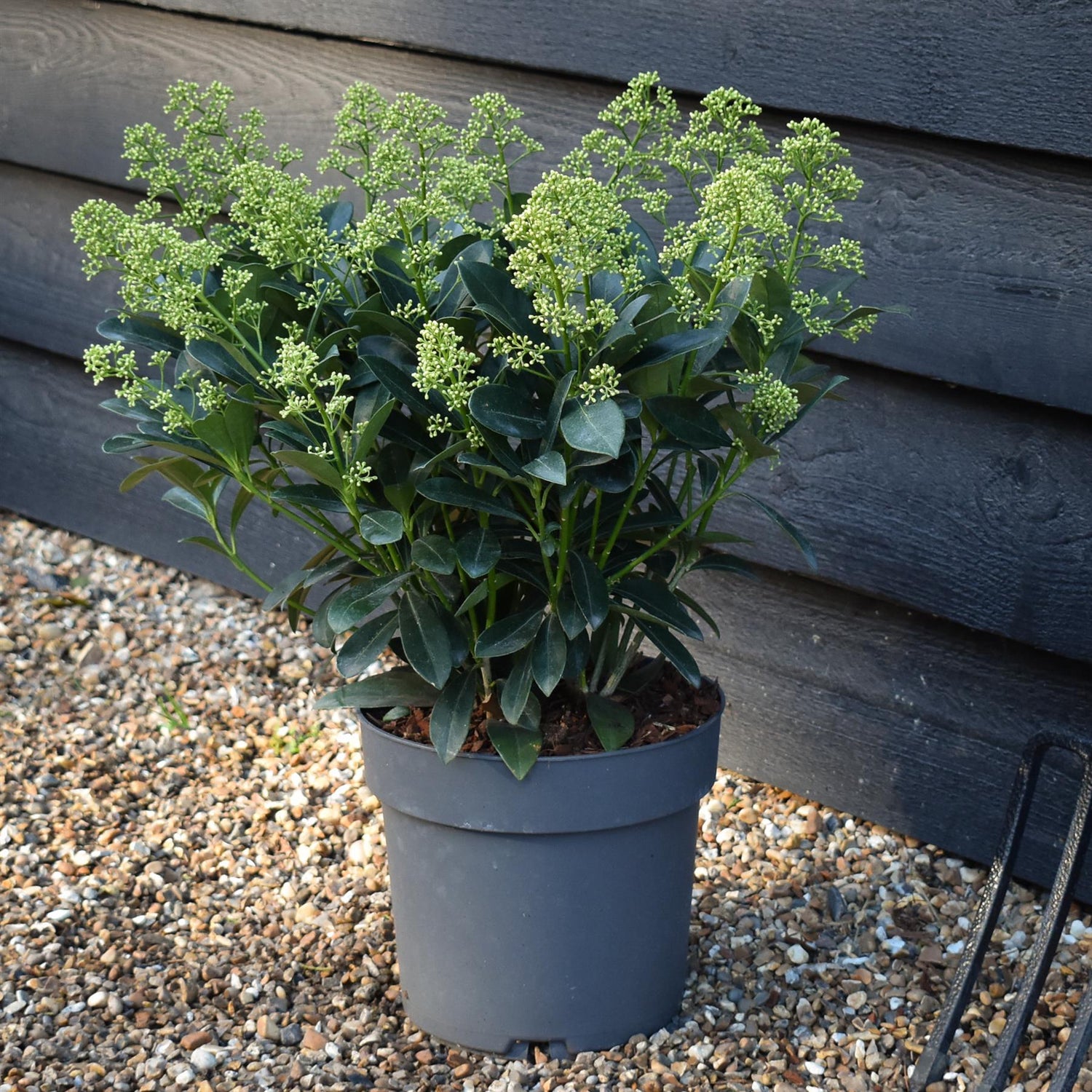 Skimmia japonica | Japanese skimmia - 'Finchy' Height 40-50cm - 5lt