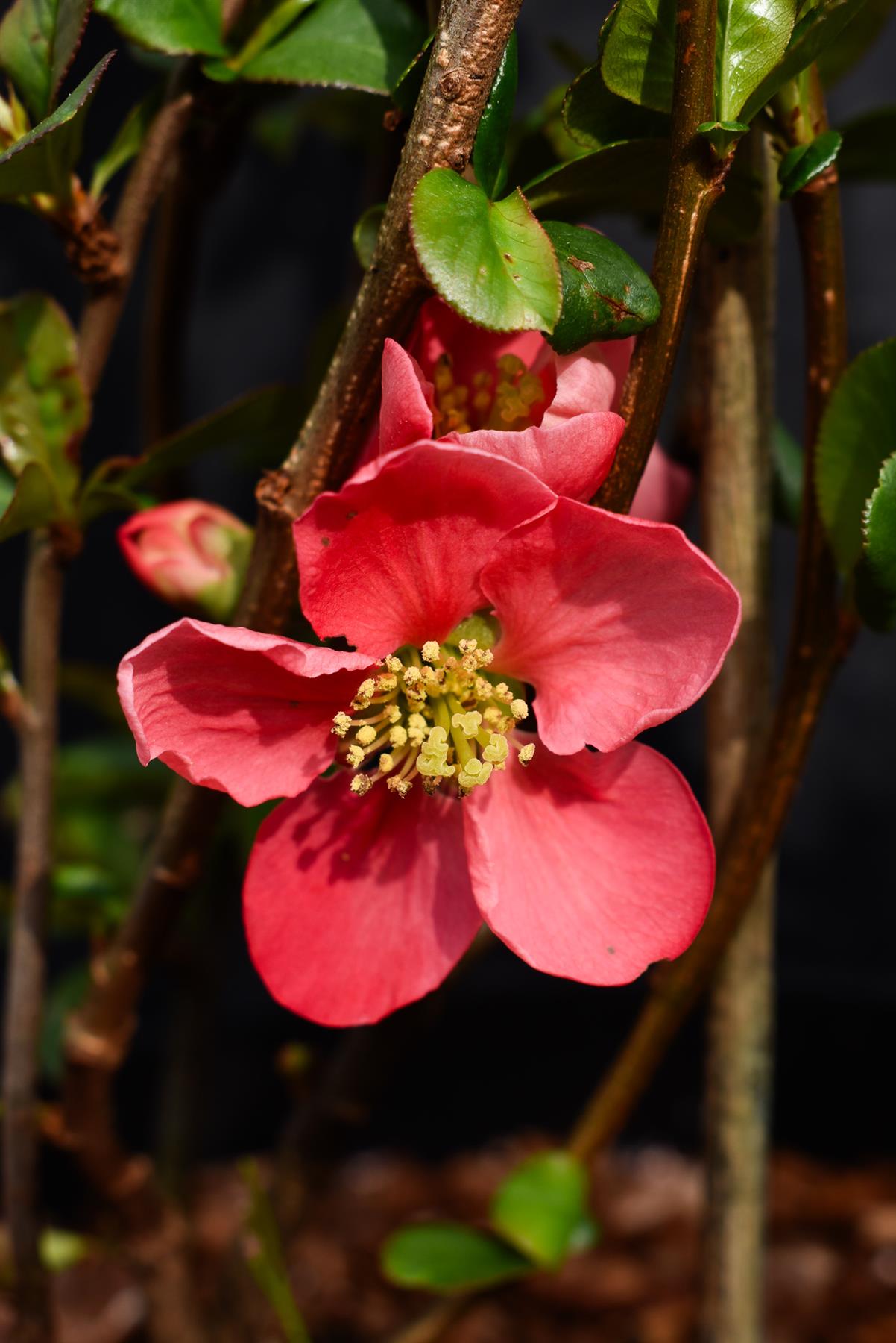 Chaenomeles x Suberba 'Pink Lady' - 15-25cm - 3lt