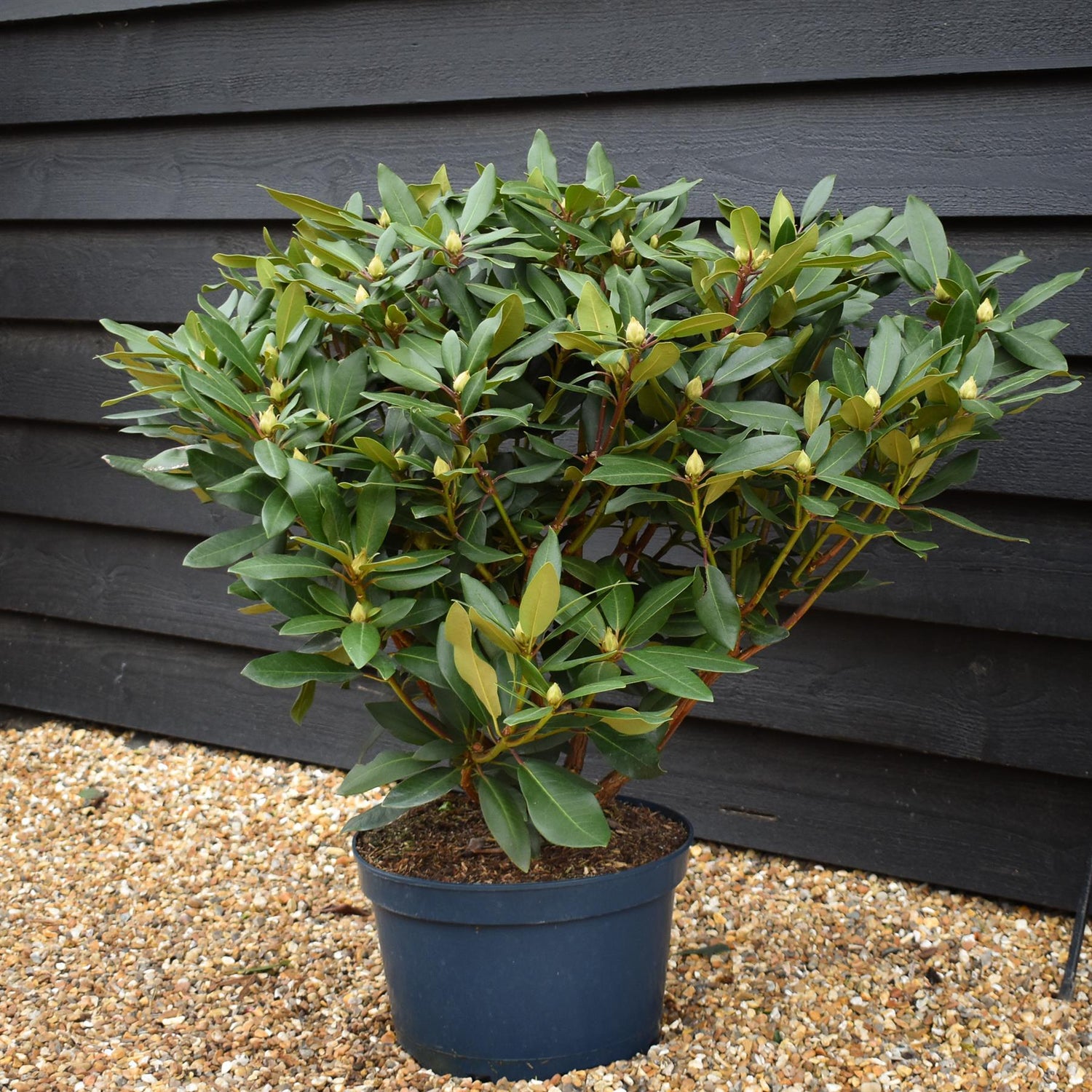 Rhododendron 'Karl Naue Red' - Shrub - Height 70cm - Width 80-90cm - 15lt