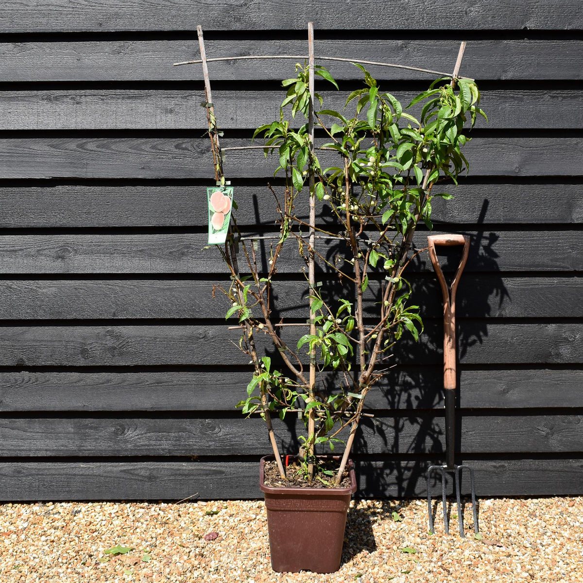 Peach peach | Prunus persica 'Redhaven' - Frame - Height 135cm - 15lt